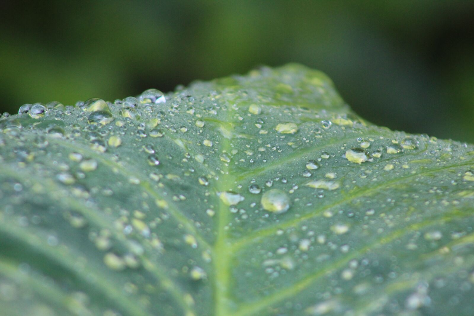 Canon EOS 1300D (EOS Rebel T6 / EOS Kiss X80) sample photo. Leaf, spray, green photography