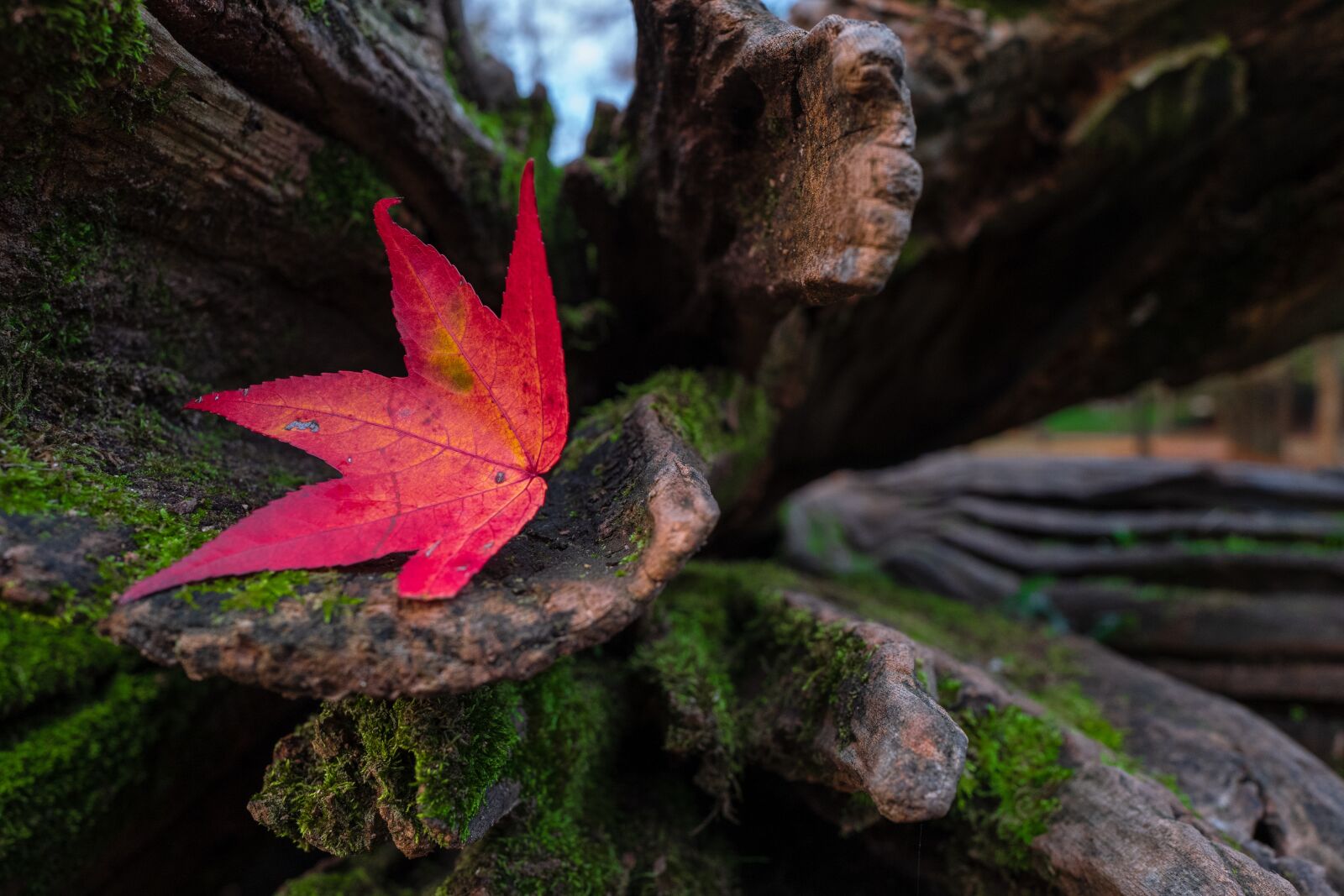 Leica Q (Typ 116) sample photo. Leaf, red, autumn photography