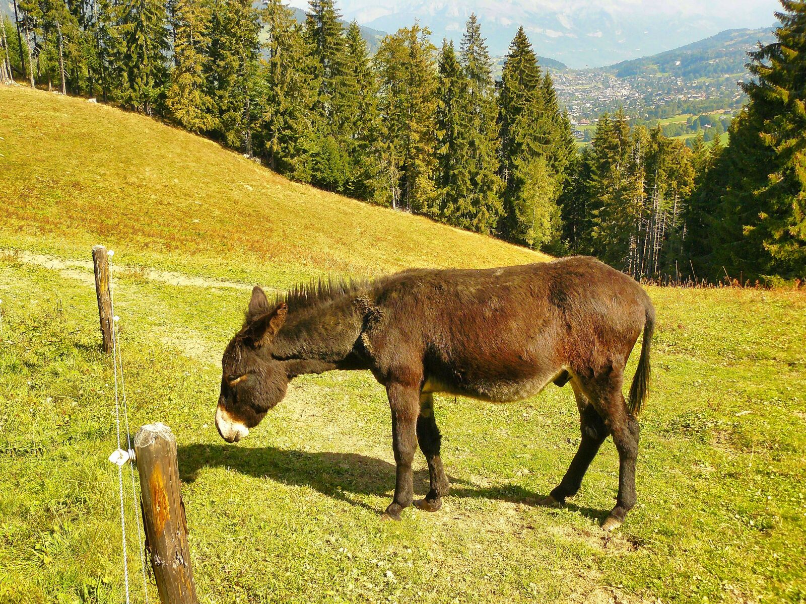 Panasonic DMC-FZ8 sample photo. Mule, animal, animals photography