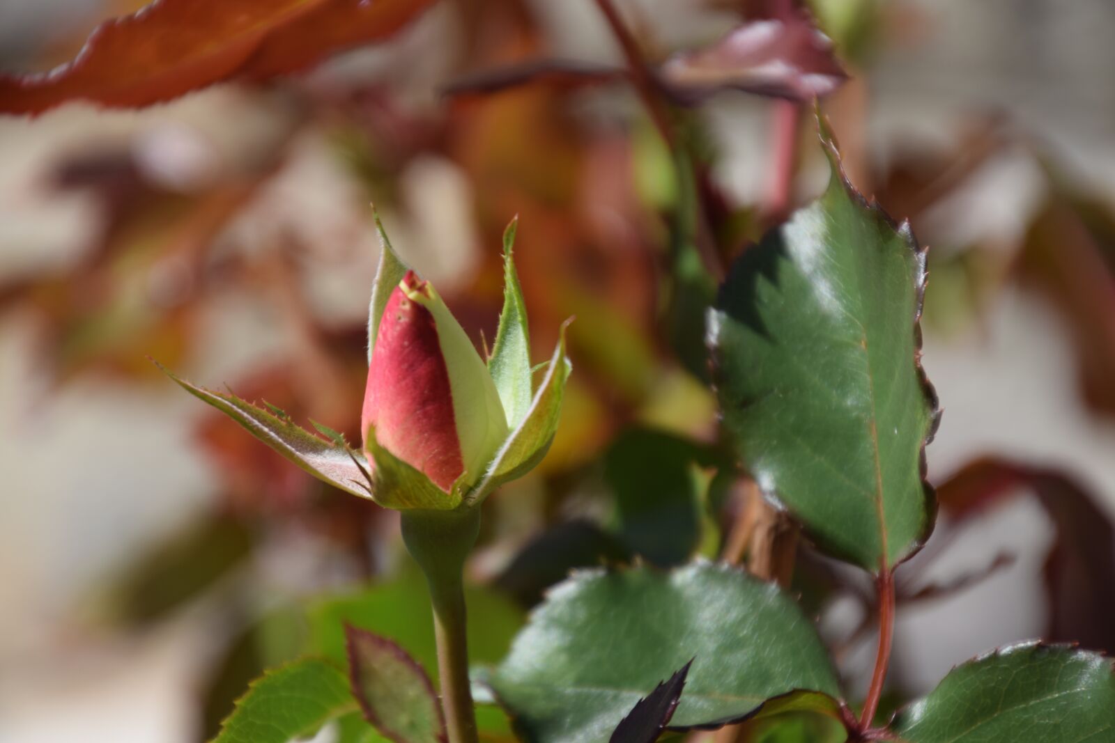 Nikon D5300 sample photo. Flower buds, origami bud photography