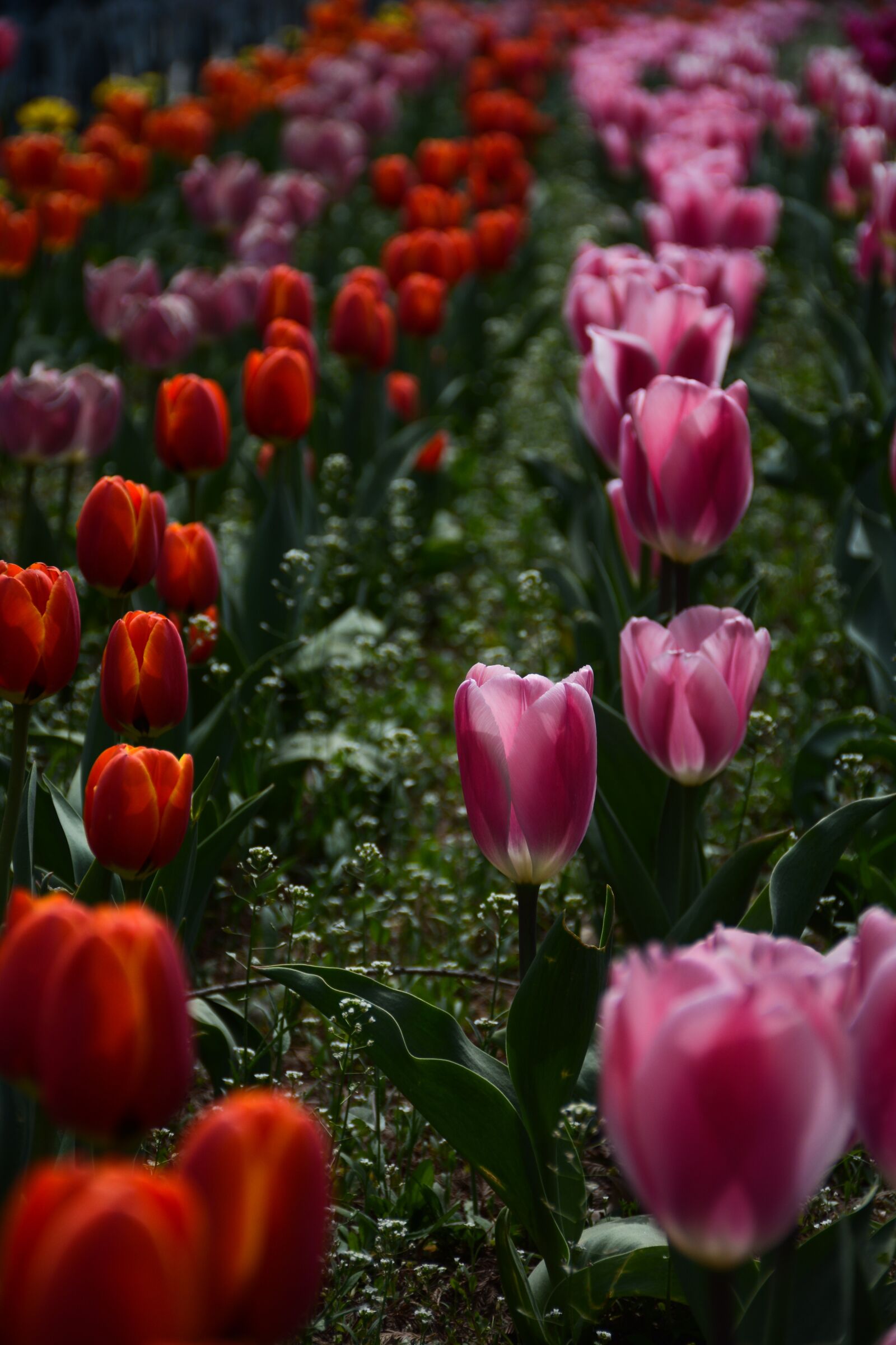 Nikon D7100 sample photo. Flower, tulip, spring photography