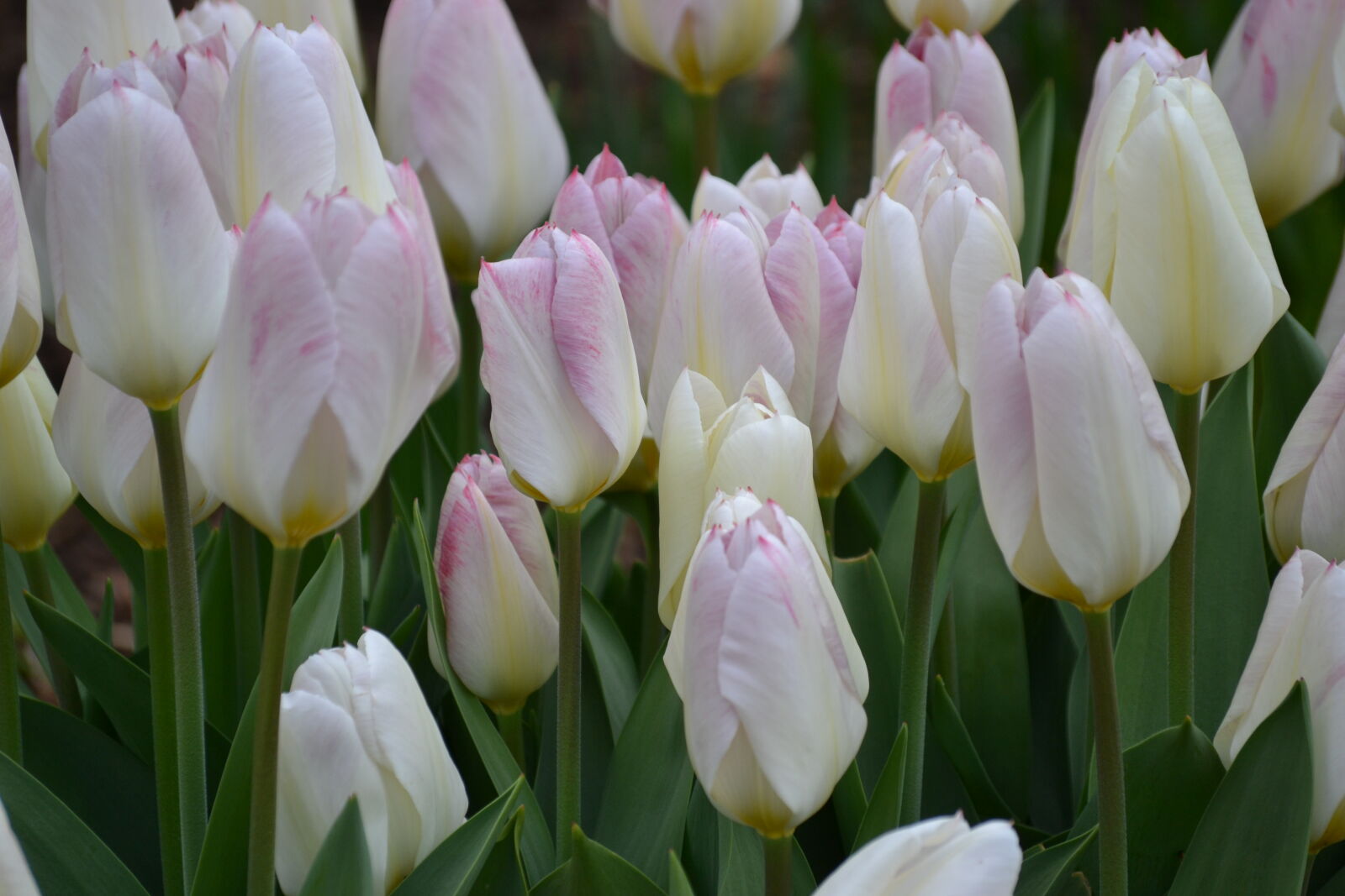 Nikon D3100 sample photo. Bed, of, flowers, spring photography