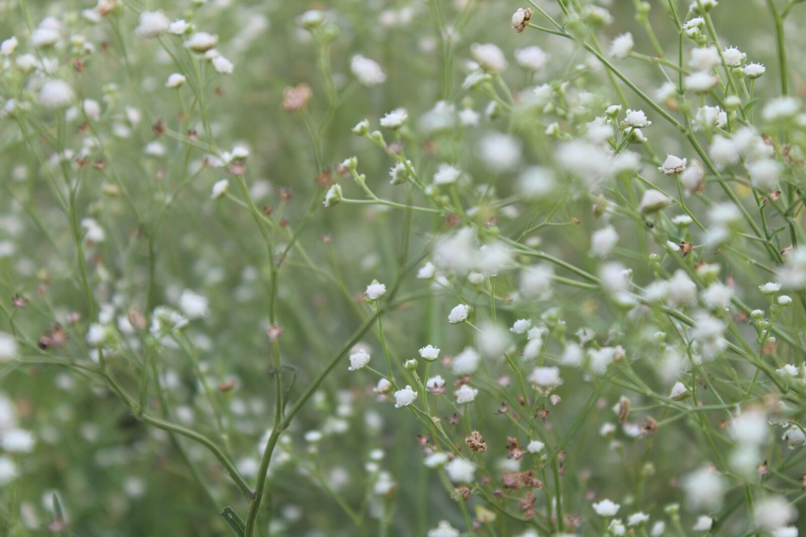 Canon EOS 1300D (EOS Rebel T6 / EOS Kiss X80) sample photo. Flowers, outdoor, blur photography