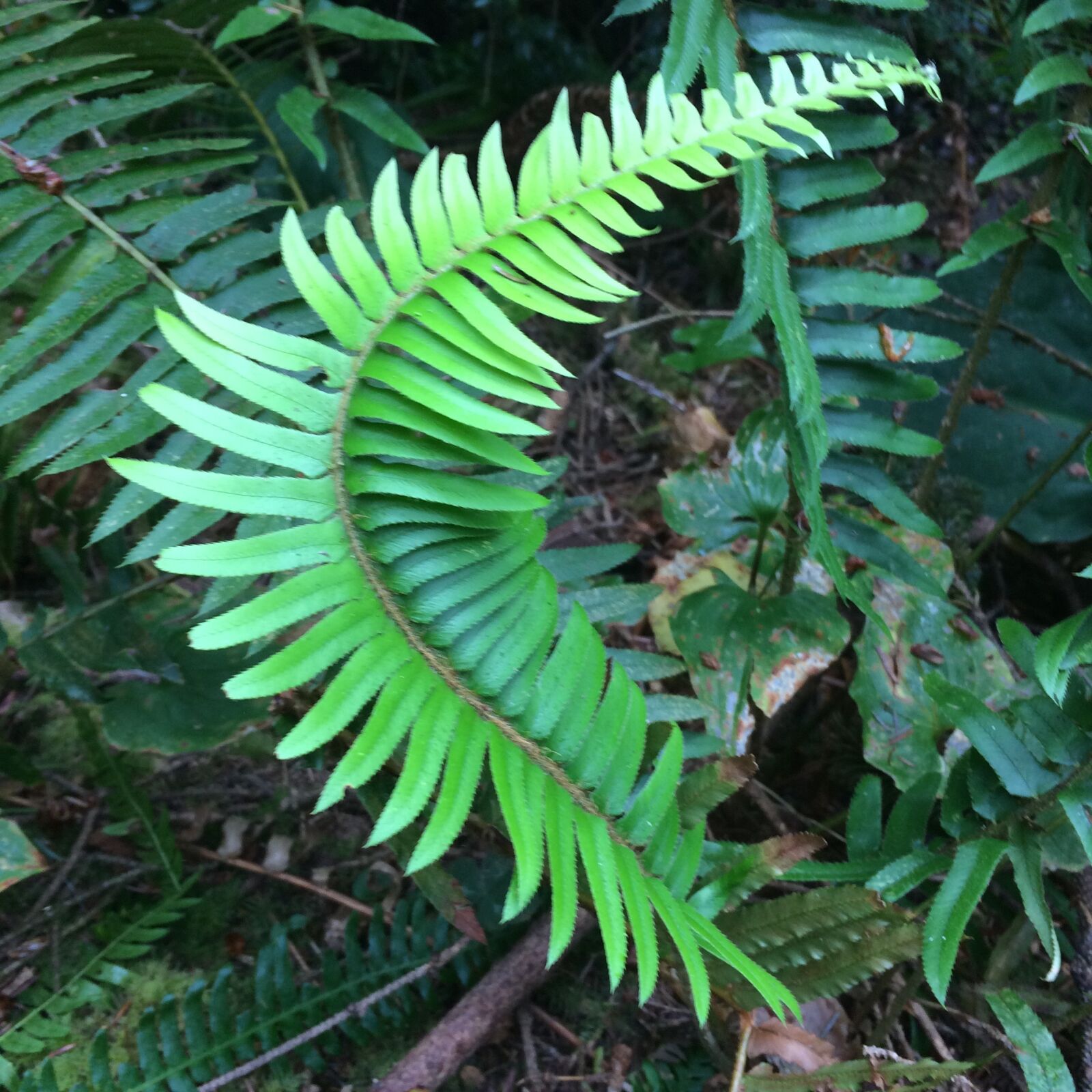 iPhone 5s back camera 4.15mm f/2.2 sample photo. Fern, plant photography