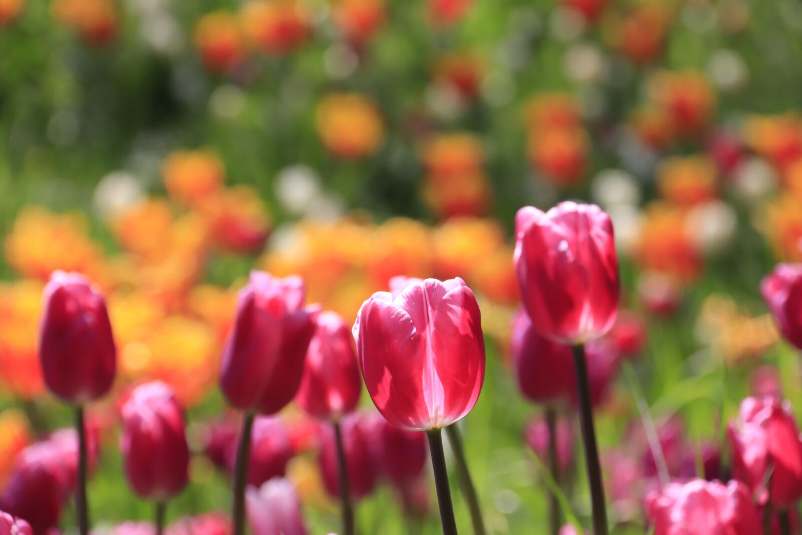 Canon EOS 77D (EOS 9000D / EOS 770D) + Canon EF-S 18-200mm F3.5-5.6 IS sample photo. Tulips, spring, flowers photography
