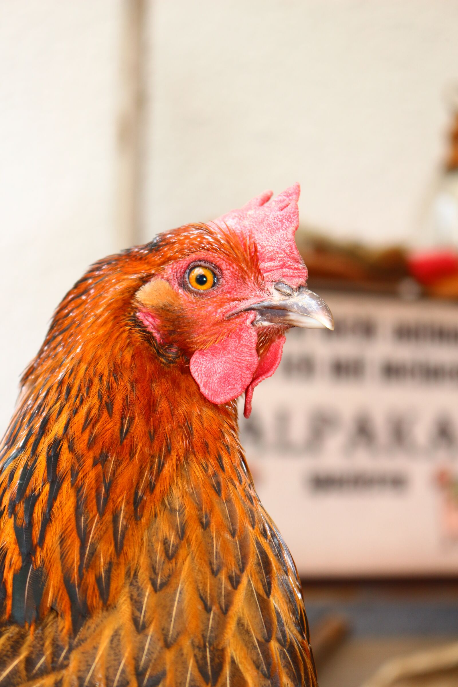 Canon EOS 100D (EOS Rebel SL1 / EOS Kiss X7) sample photo. Chicken, bird, poultry photography