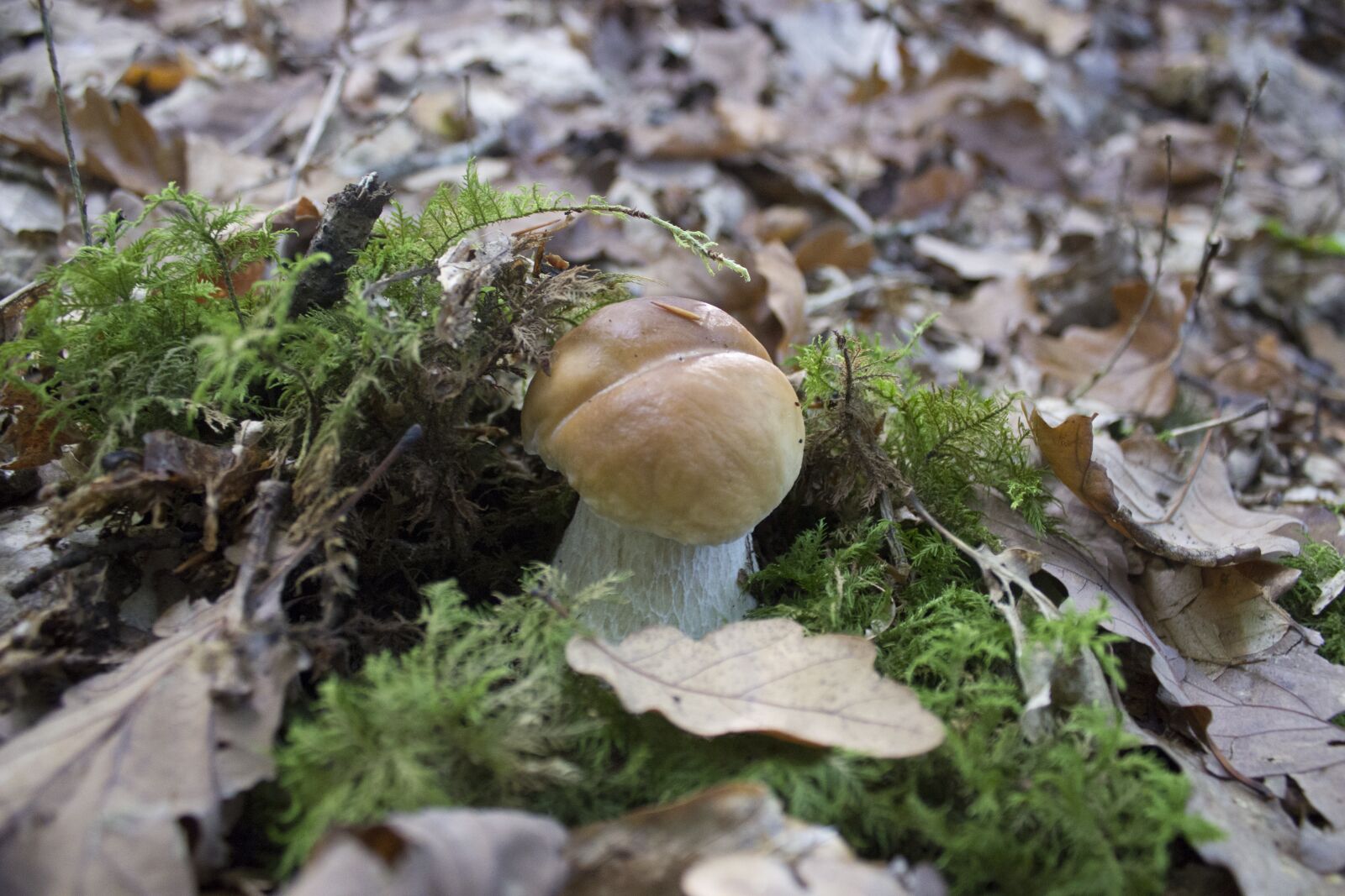 Canon EOS 600D (Rebel EOS T3i / EOS Kiss X5) sample photo. Fungus, red mushroom, white photography