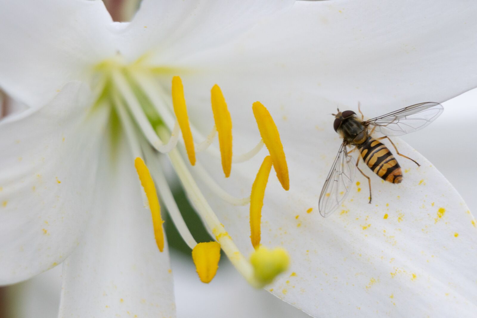 Nikon D3300 sample photo. Flower, lily, insect photography