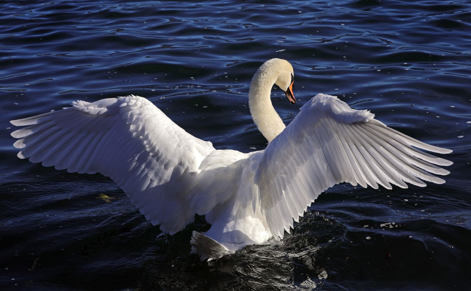 Canon EOS 5D Mark IV sample photo. Swan, bird, water photography