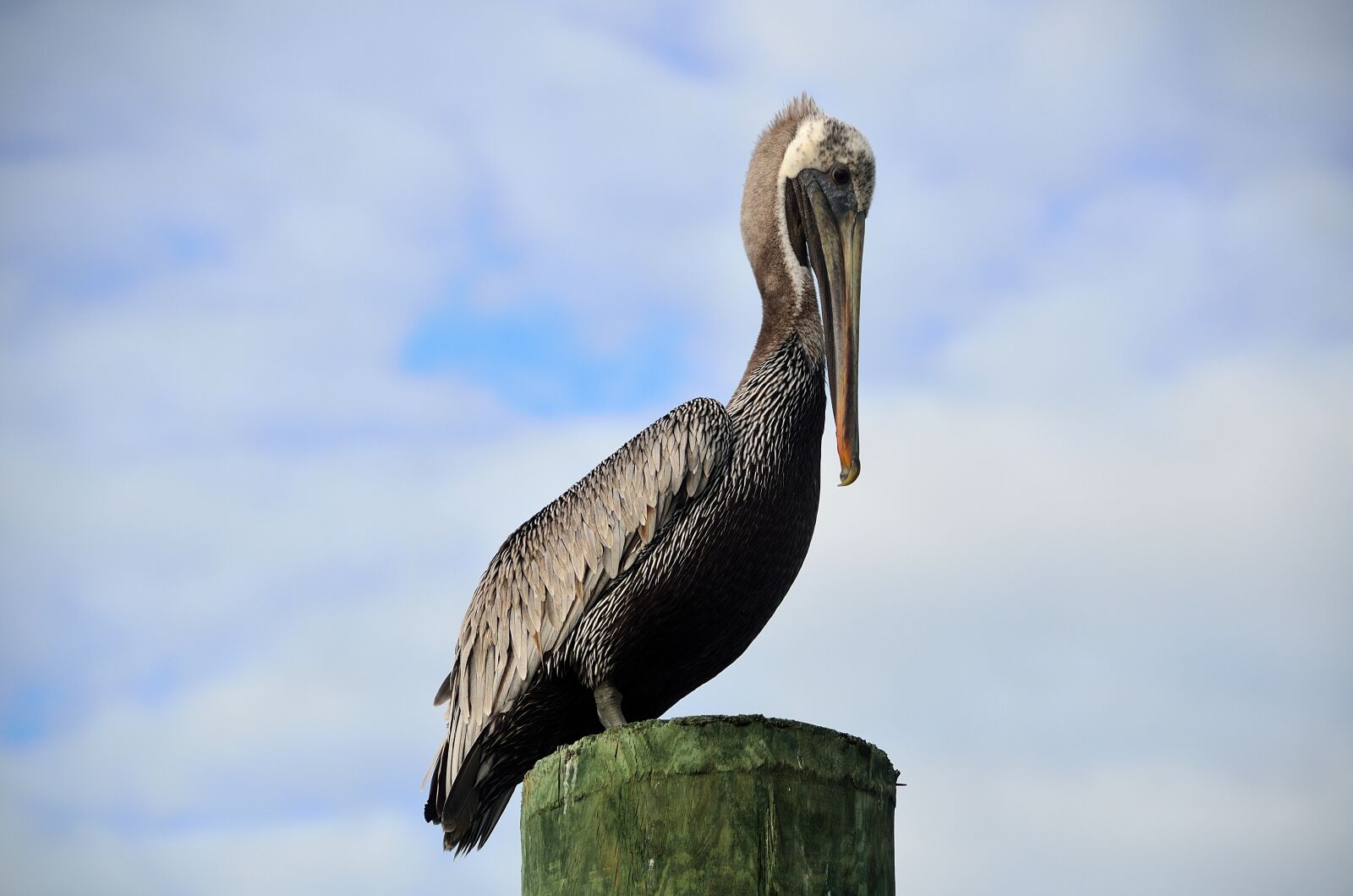 Nikon D7000 sample photo. Pelican, resting, piling photography