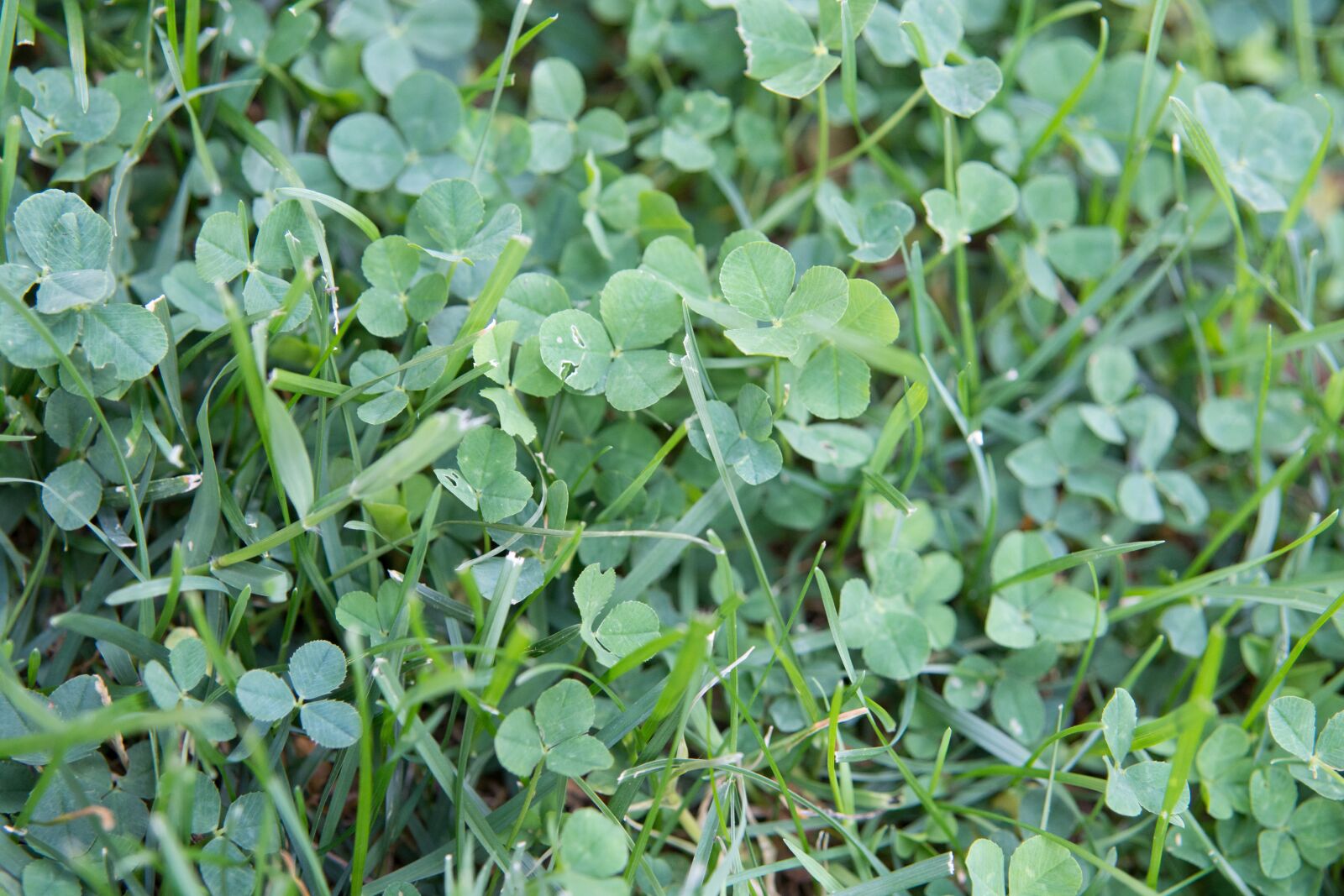 Nikon D7100 sample photo. Clover, grass, nature photography