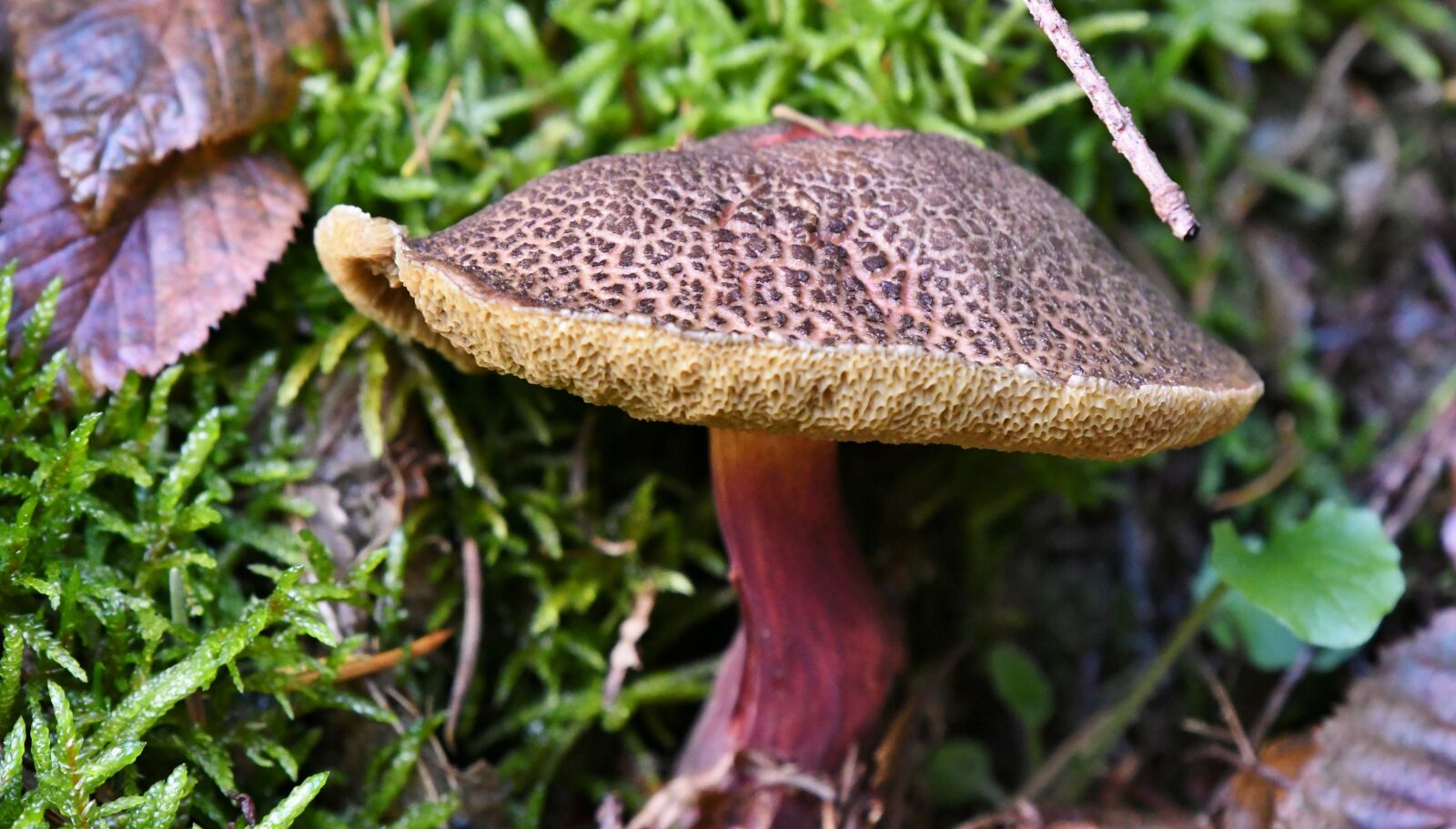 Nikon D500 sample photo. Mushroom, autumn, october photography