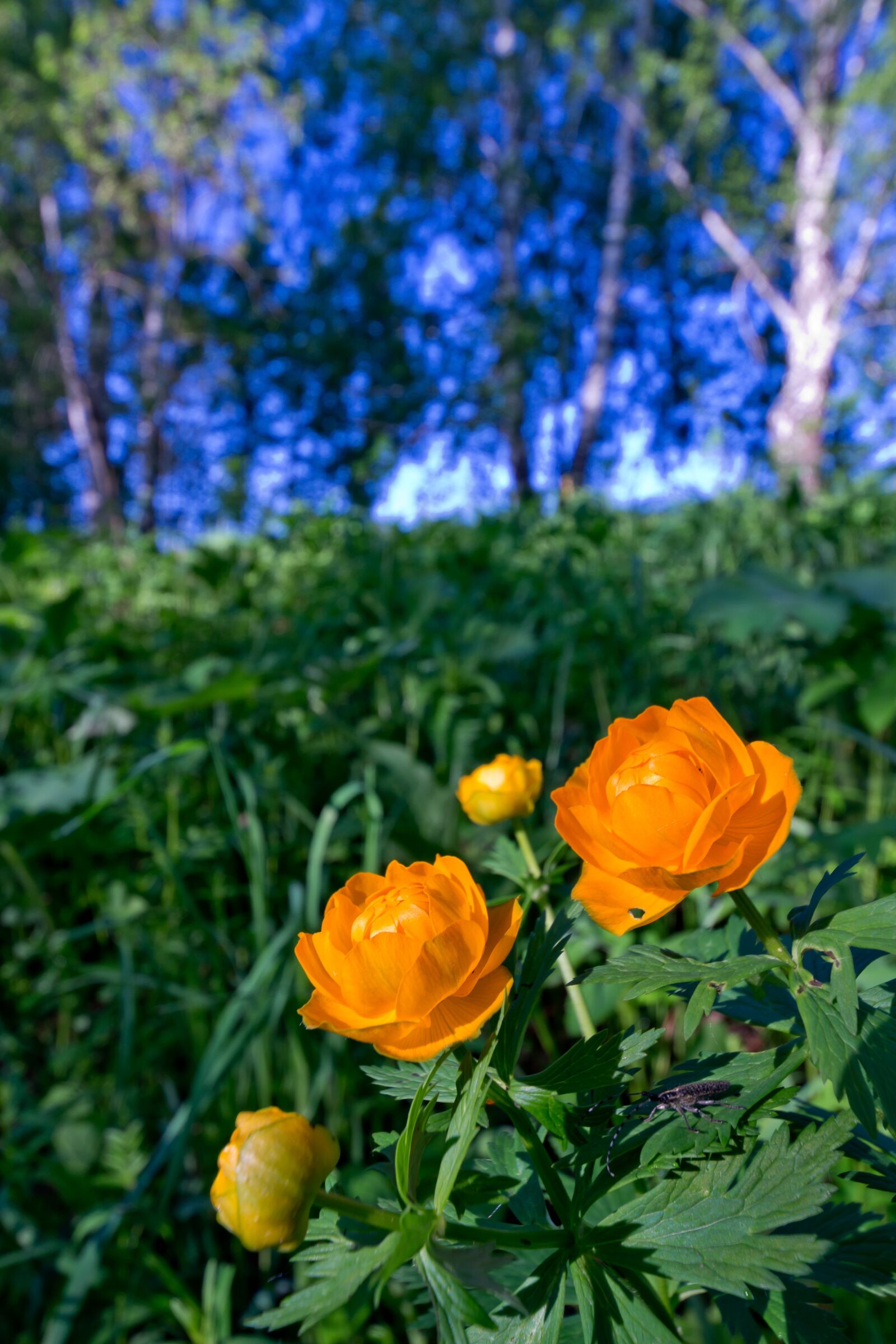 Sony SLT-A77 sample photo. Nature, flowers, lights photography