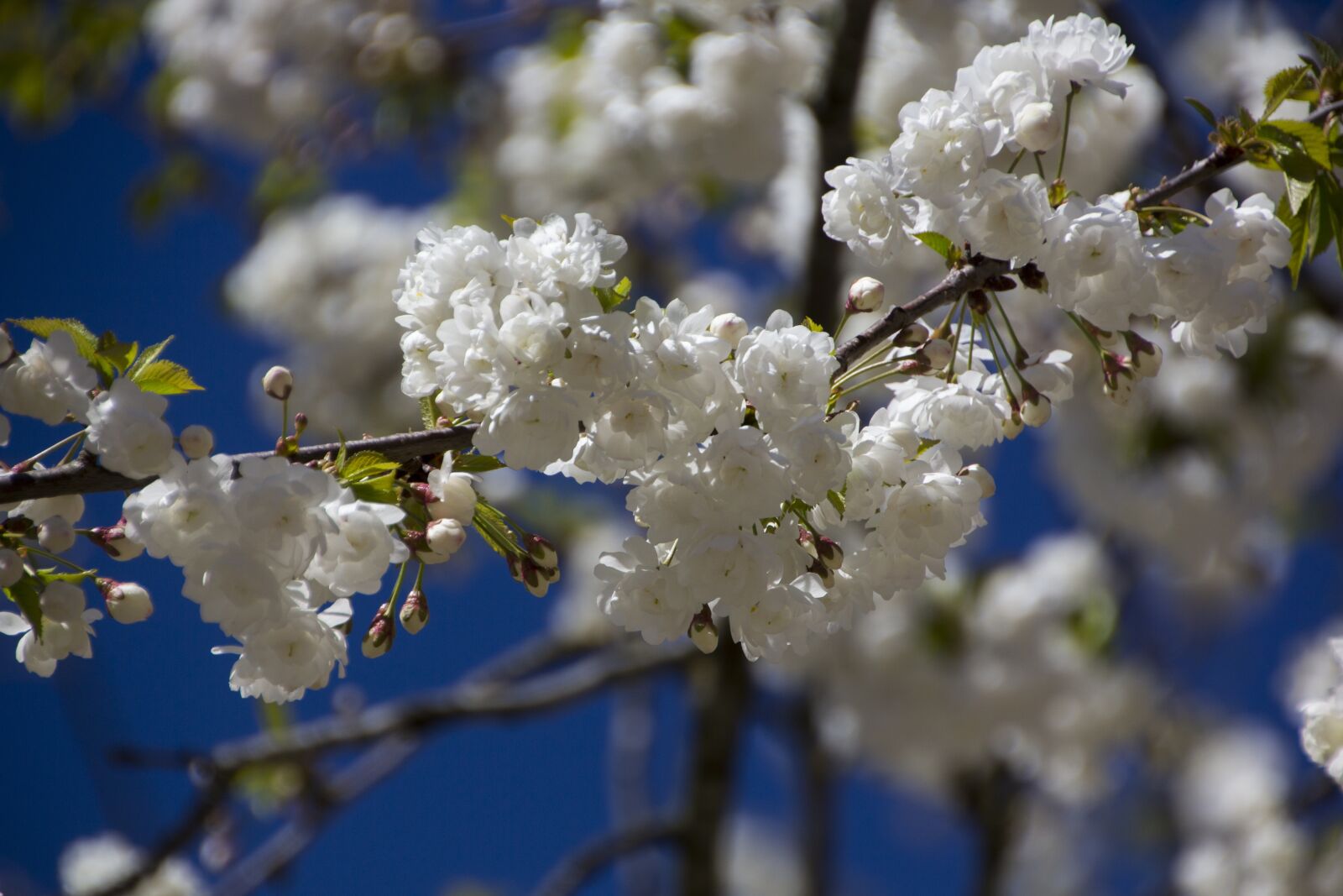 Canon EOS 60D sample photo. Flower, cherry blossom, nature photography