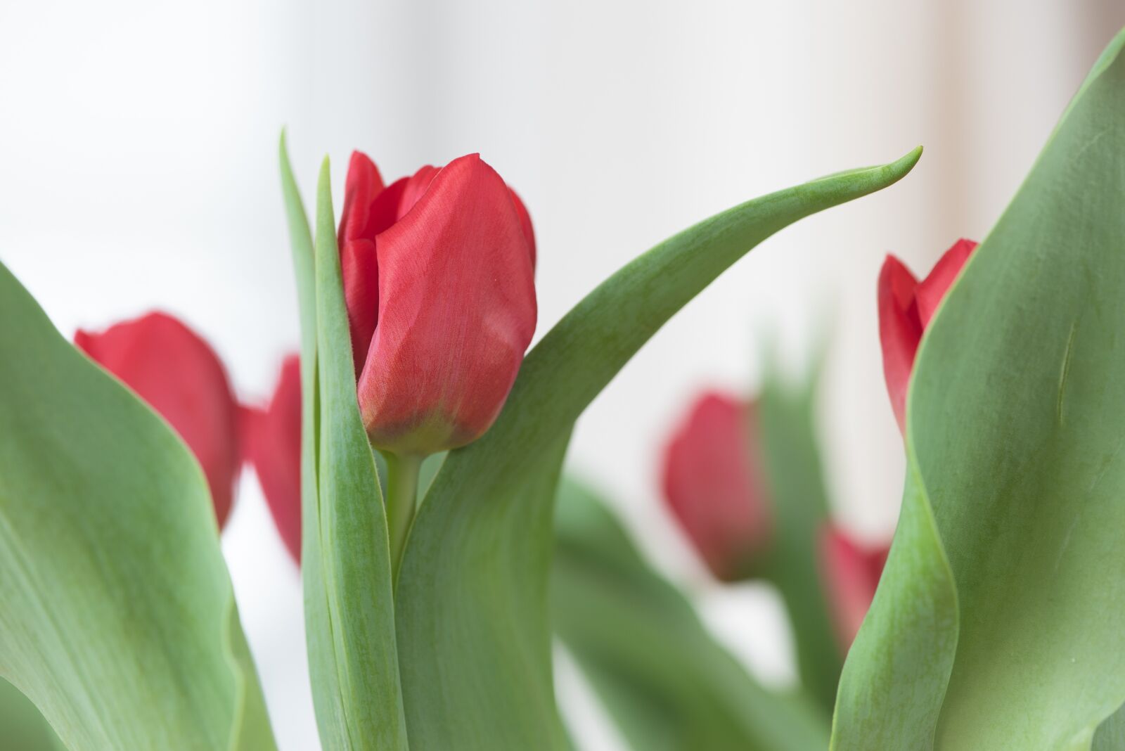 Nikon D750 sample photo. Tulips, red, flowers photography