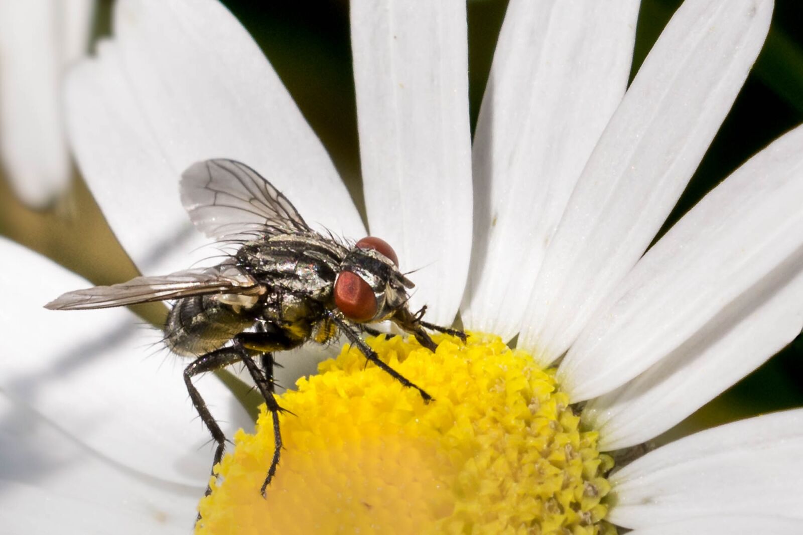 Nikon D7200 sample photo. Fly, insect, macro photography