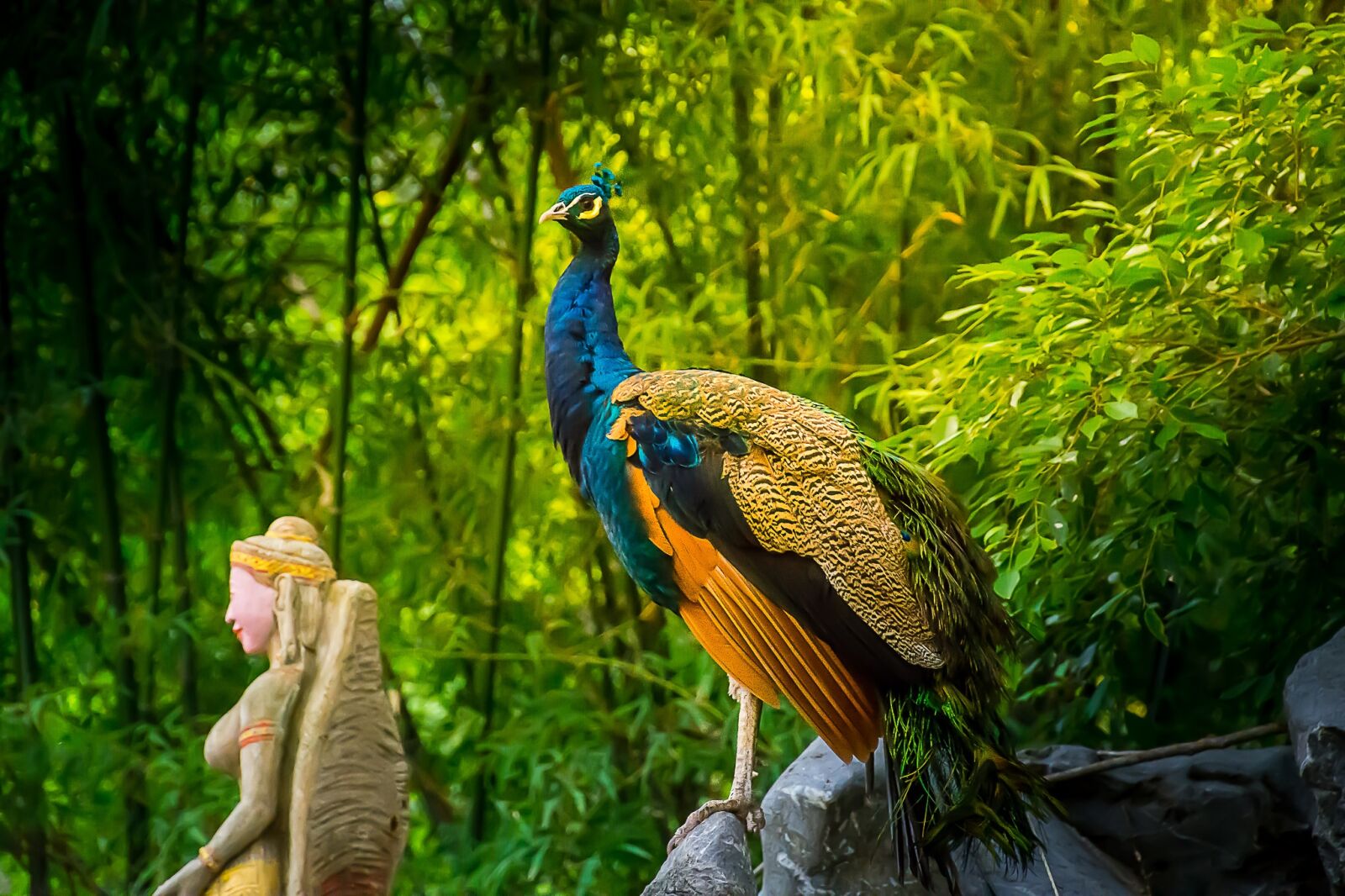 Nikon D7200 sample photo. Animals, poultry, birds photography