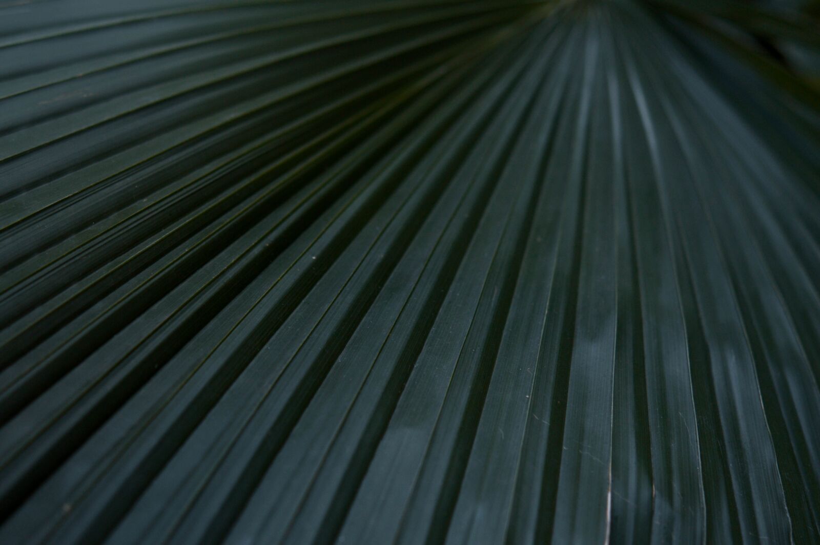 Nikon D3200 sample photo. Close up, cluj napoca photography