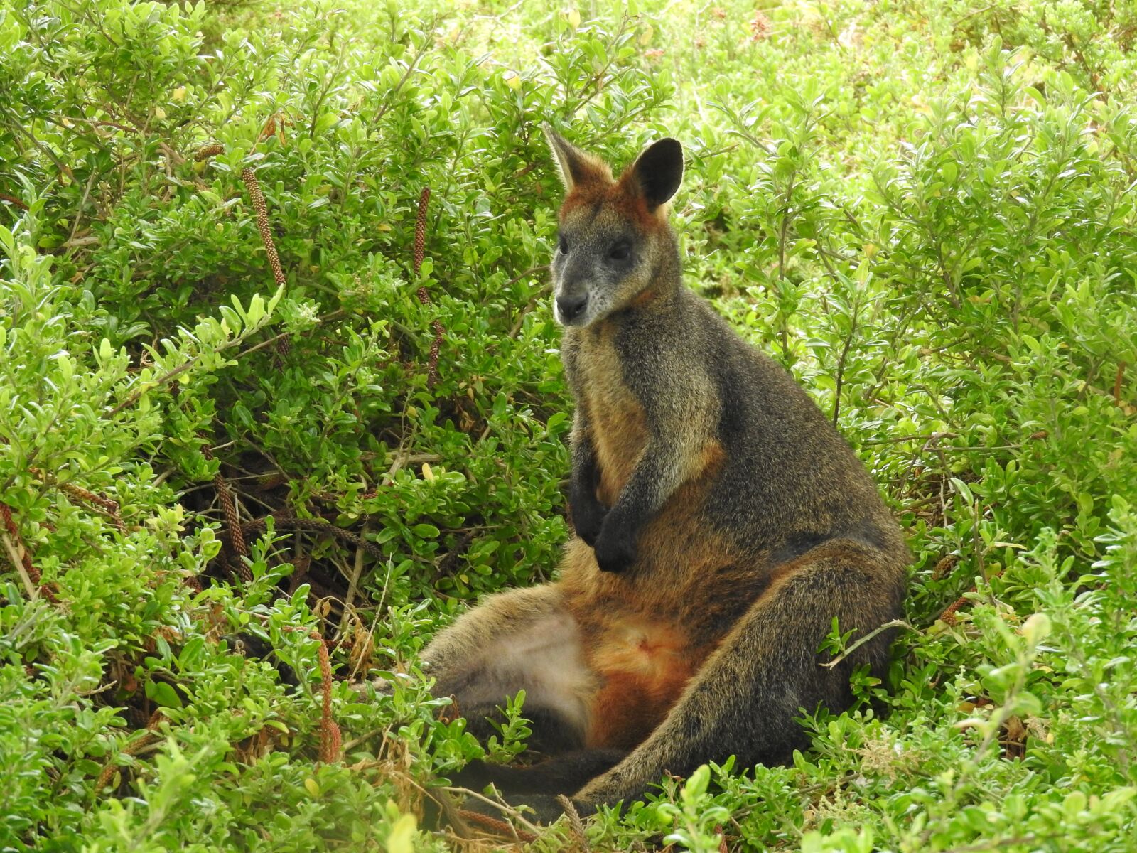 Nikon Coolpix P610 sample photo. Nature, australia, kangaroo photography