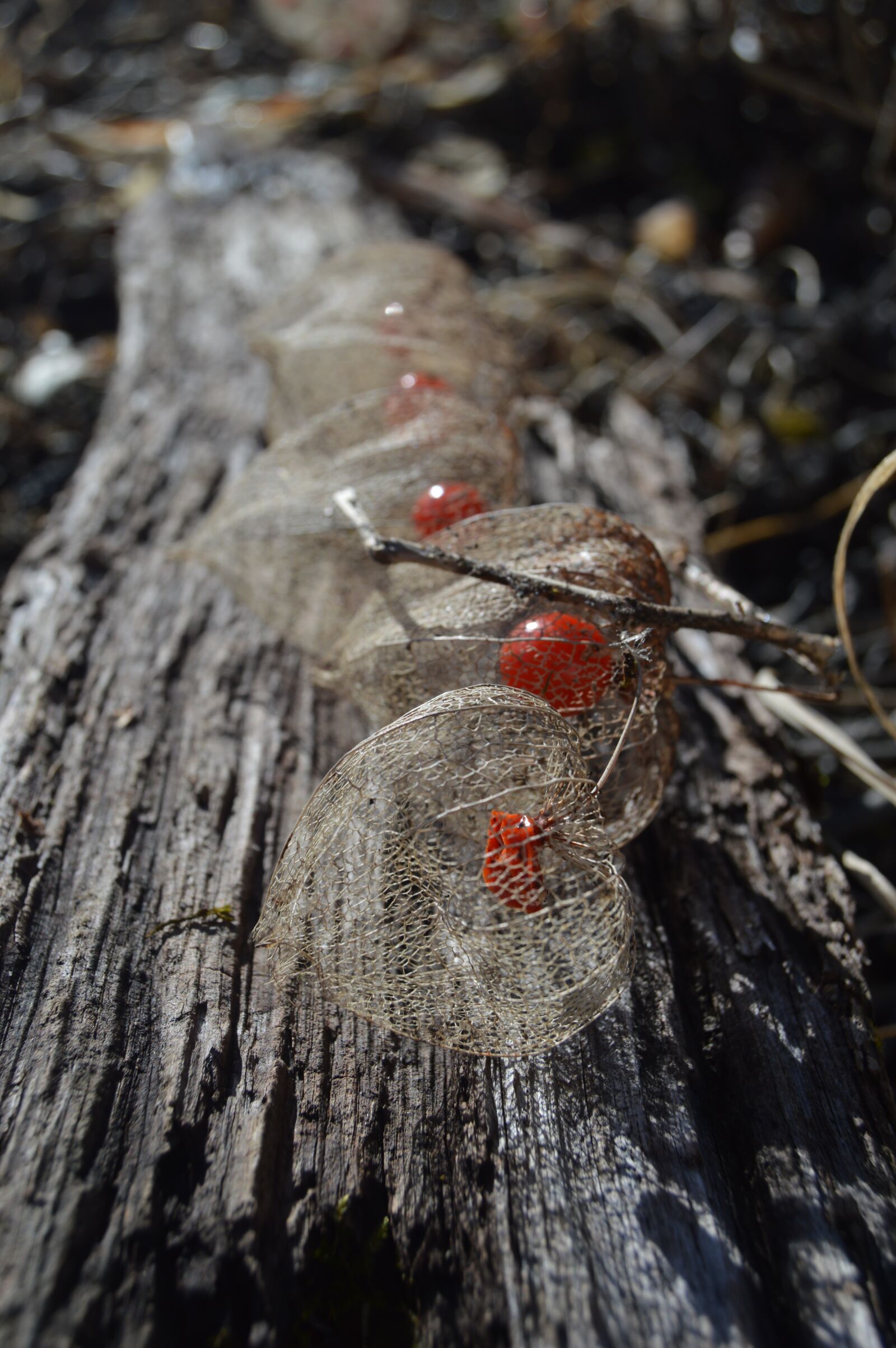 Nikon D3200 sample photo. Lampions, garden, plank photography