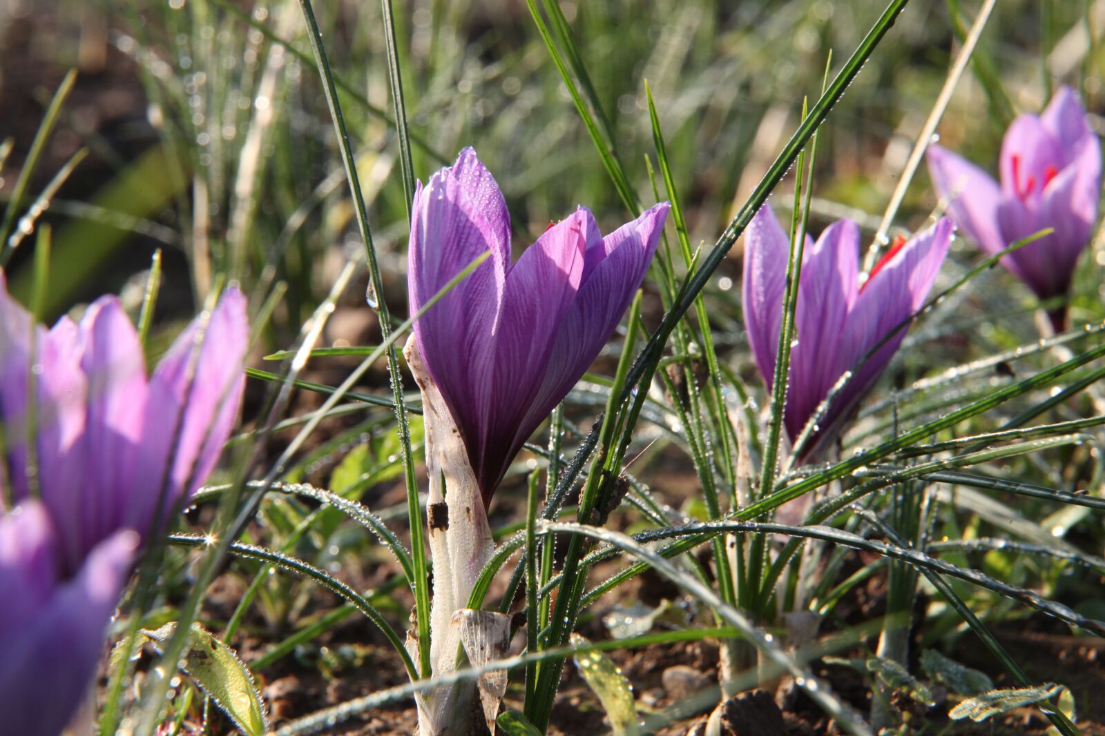 Canon EOS 5D Mark II sample photo. Flower, saffron, crocus photography