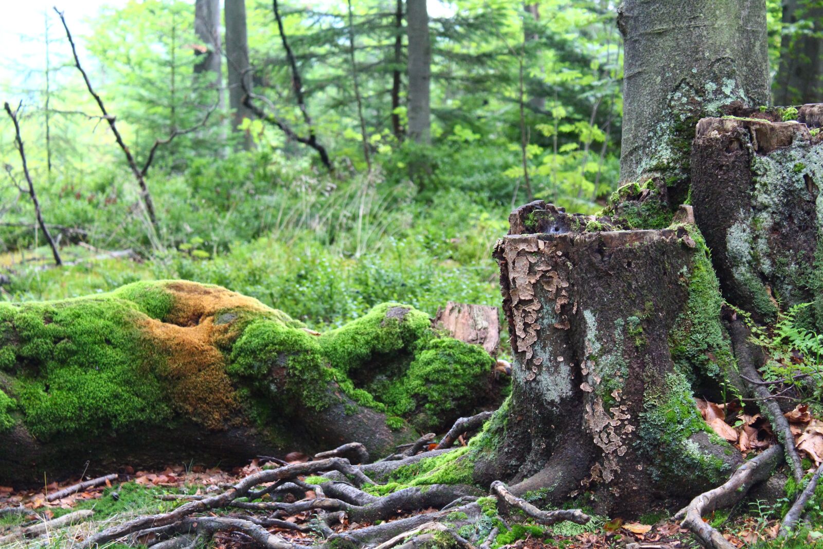 Canon EOS 1300D (EOS Rebel T6 / EOS Kiss X80) sample photo. Forest, moss, tree photography