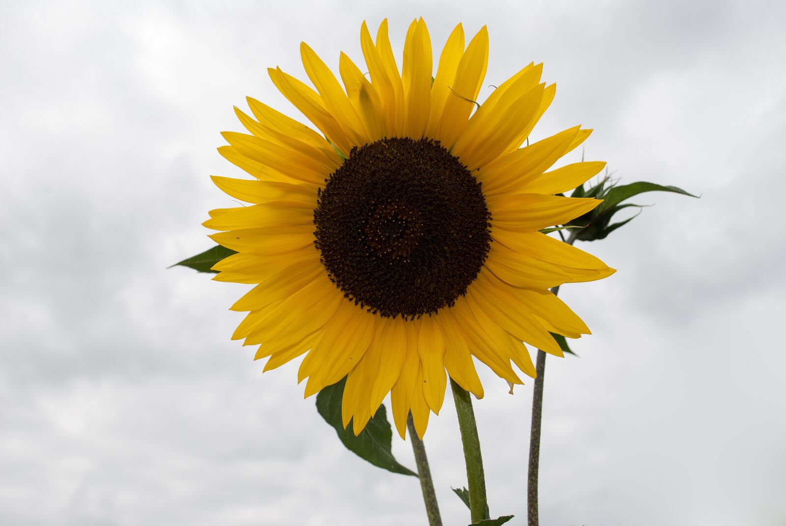 Nikon D3000 sample photo. Sunflower, clouds, heaven photography