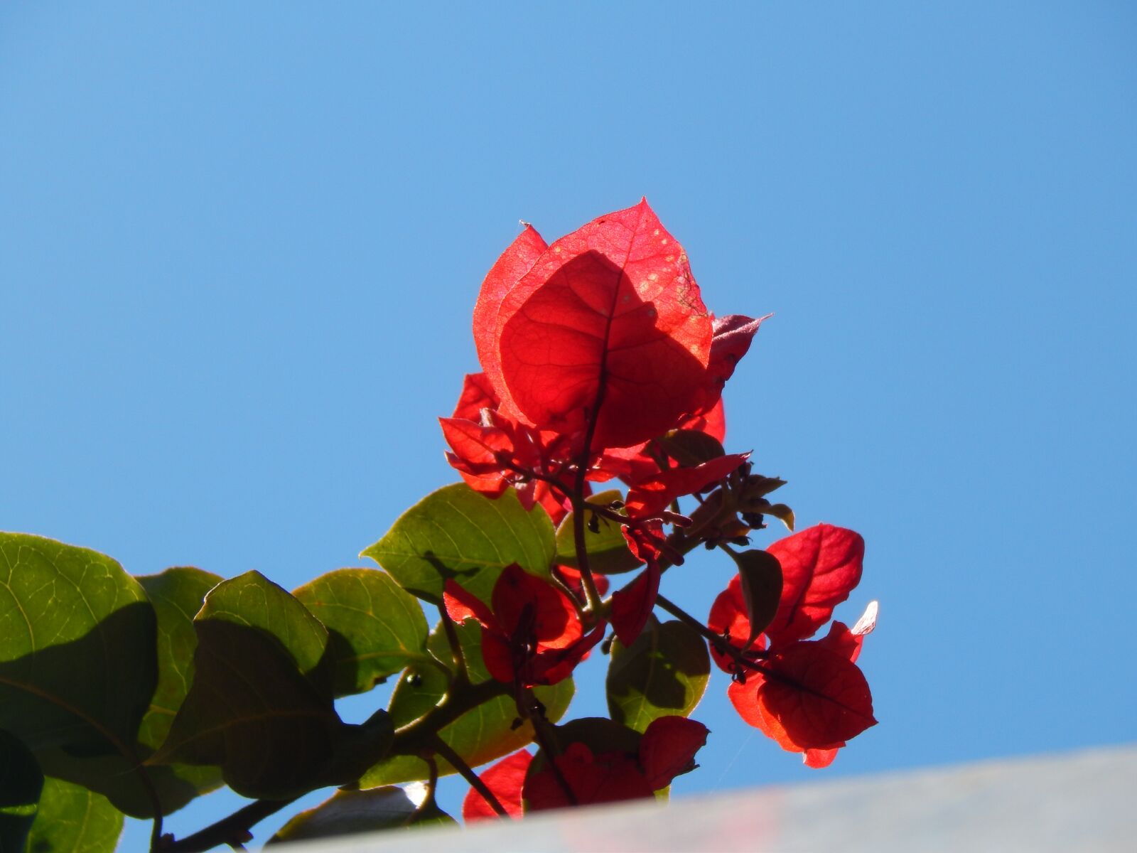 Nikon Coolpix L820 sample photo. Vine, plant, red flower photography