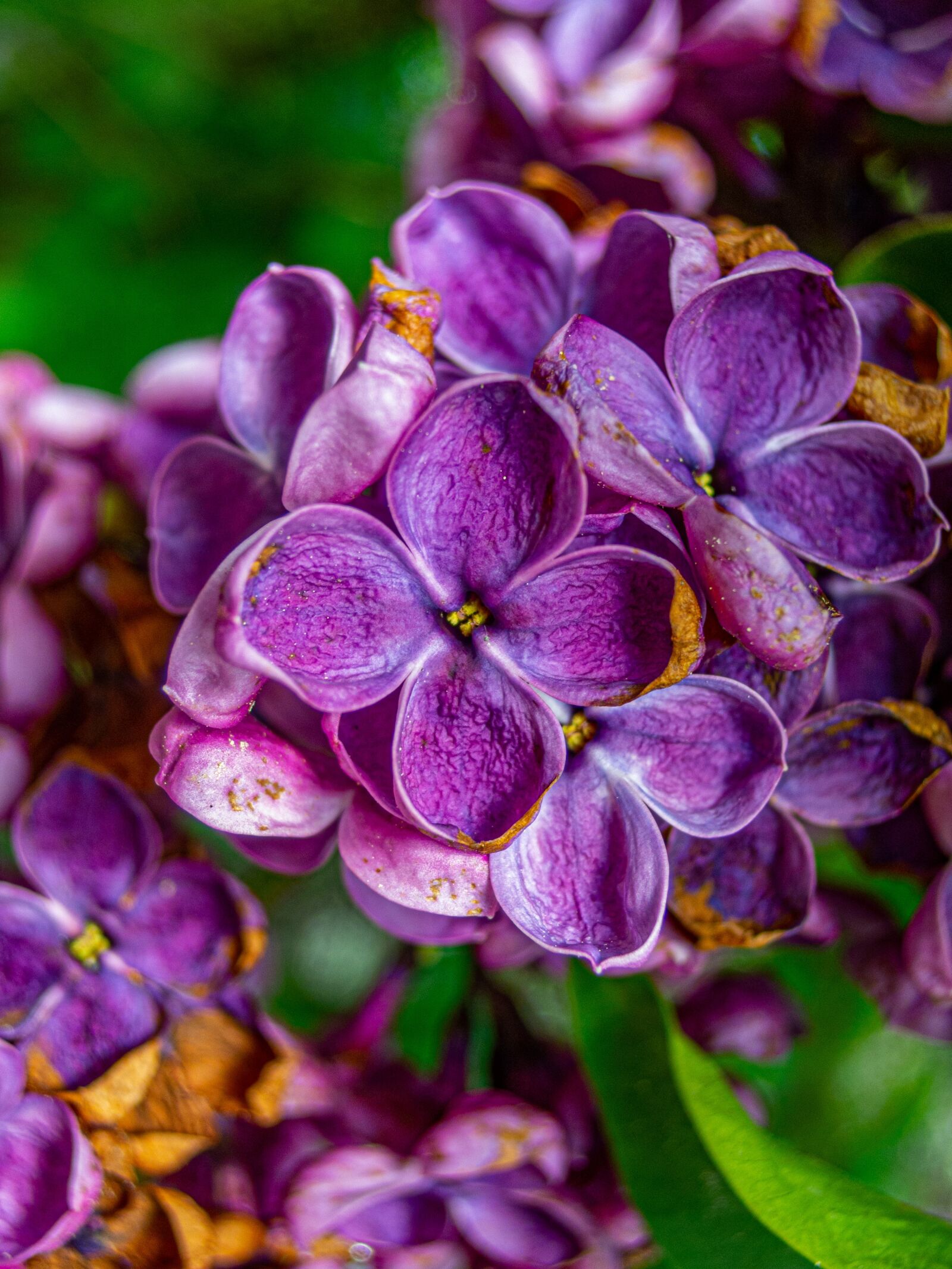 Nikon Coolpix P340 sample photo. Lilac, flower, purple photography