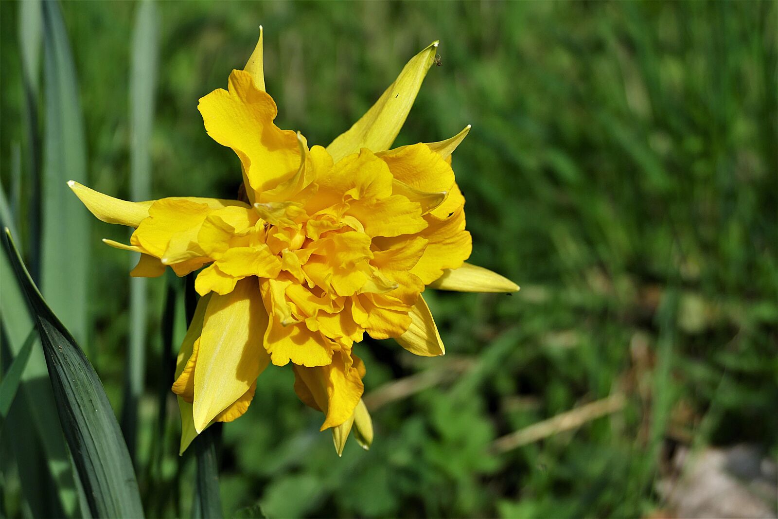 Panasonic Lumix DMC-FZ1000 sample photo. Snowflake, yellow, spring photography