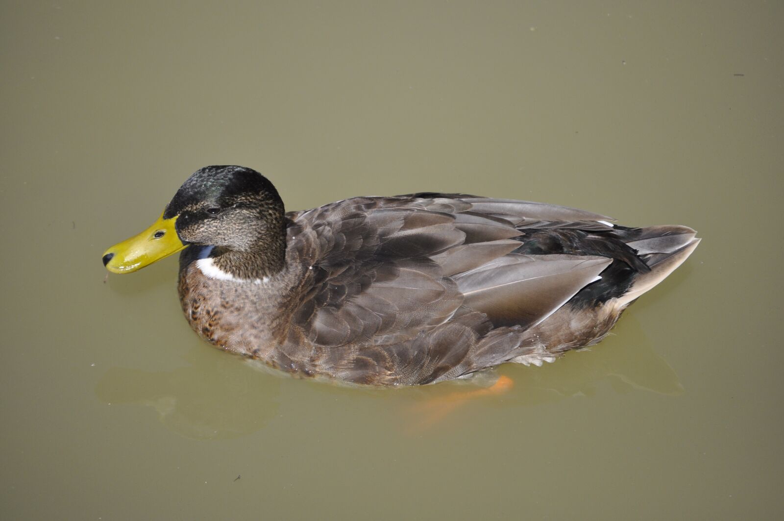 Nikon D90 sample photo. Animal, duck, nature photography