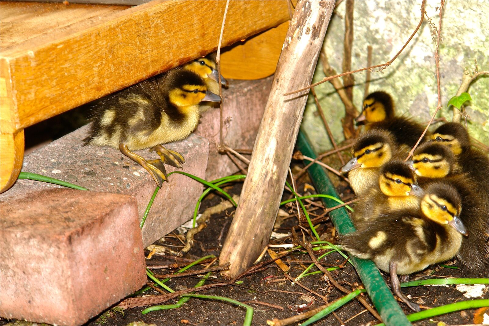 Sony DSC-R1 sample photo. Chick, duck sweet cute photography