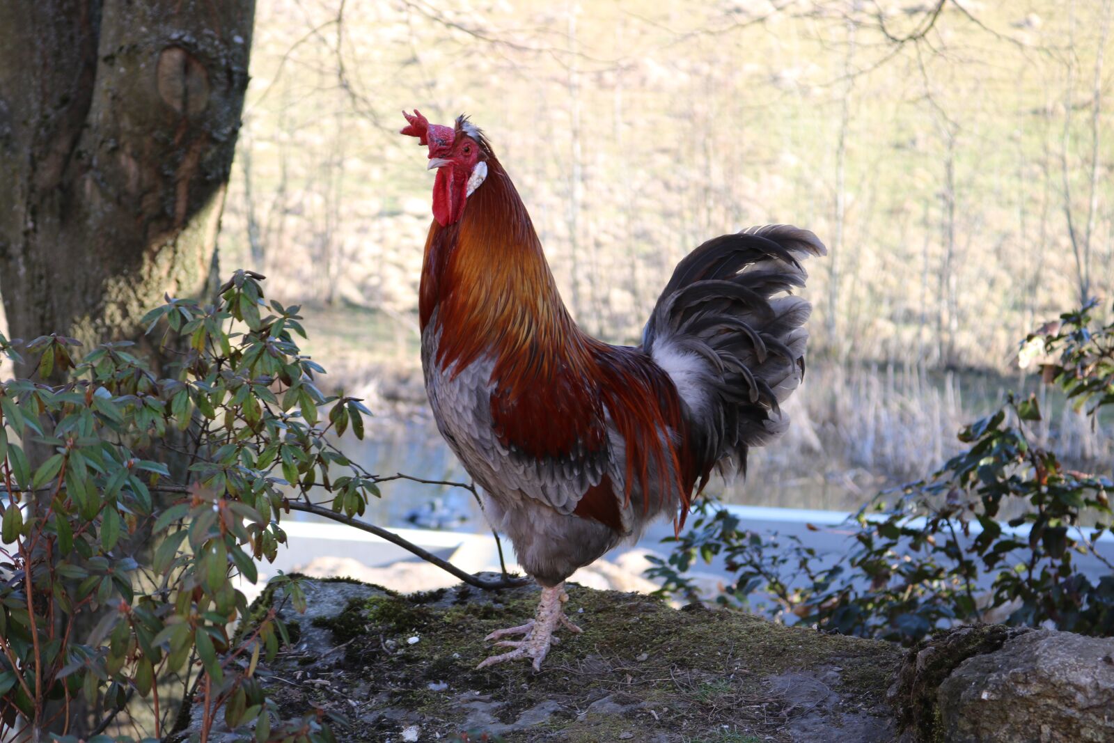 Canon EOS 750D (EOS Rebel T6i / EOS Kiss X8i) sample photo. Animal, nature, chicken photography