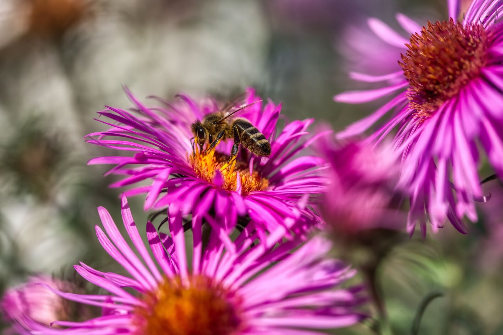 Nikon D750 sample photo. Garden, flowers, bee photography