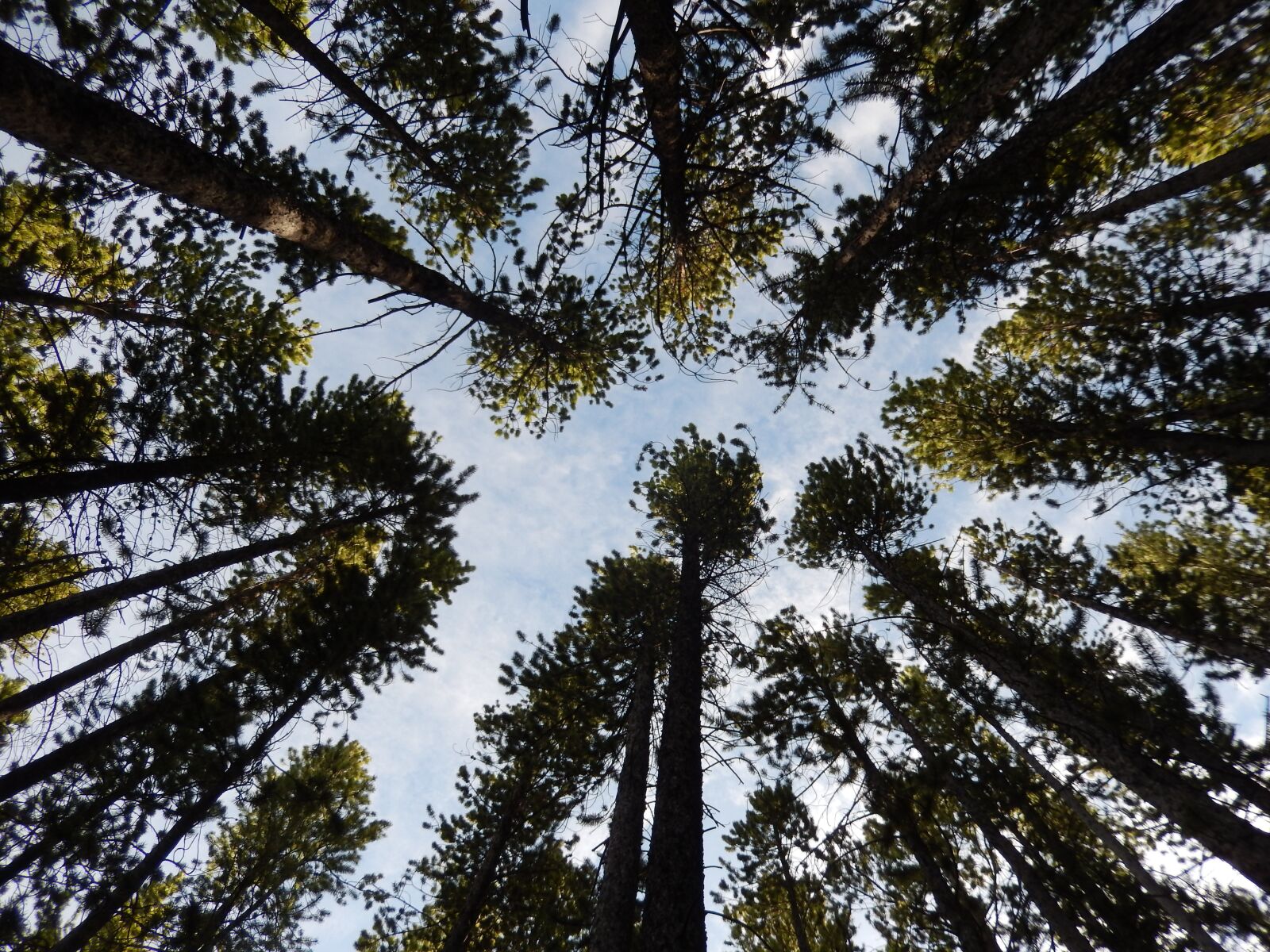 Nikon COOLPIX S9400 sample photo. Trees, nature, sky photography