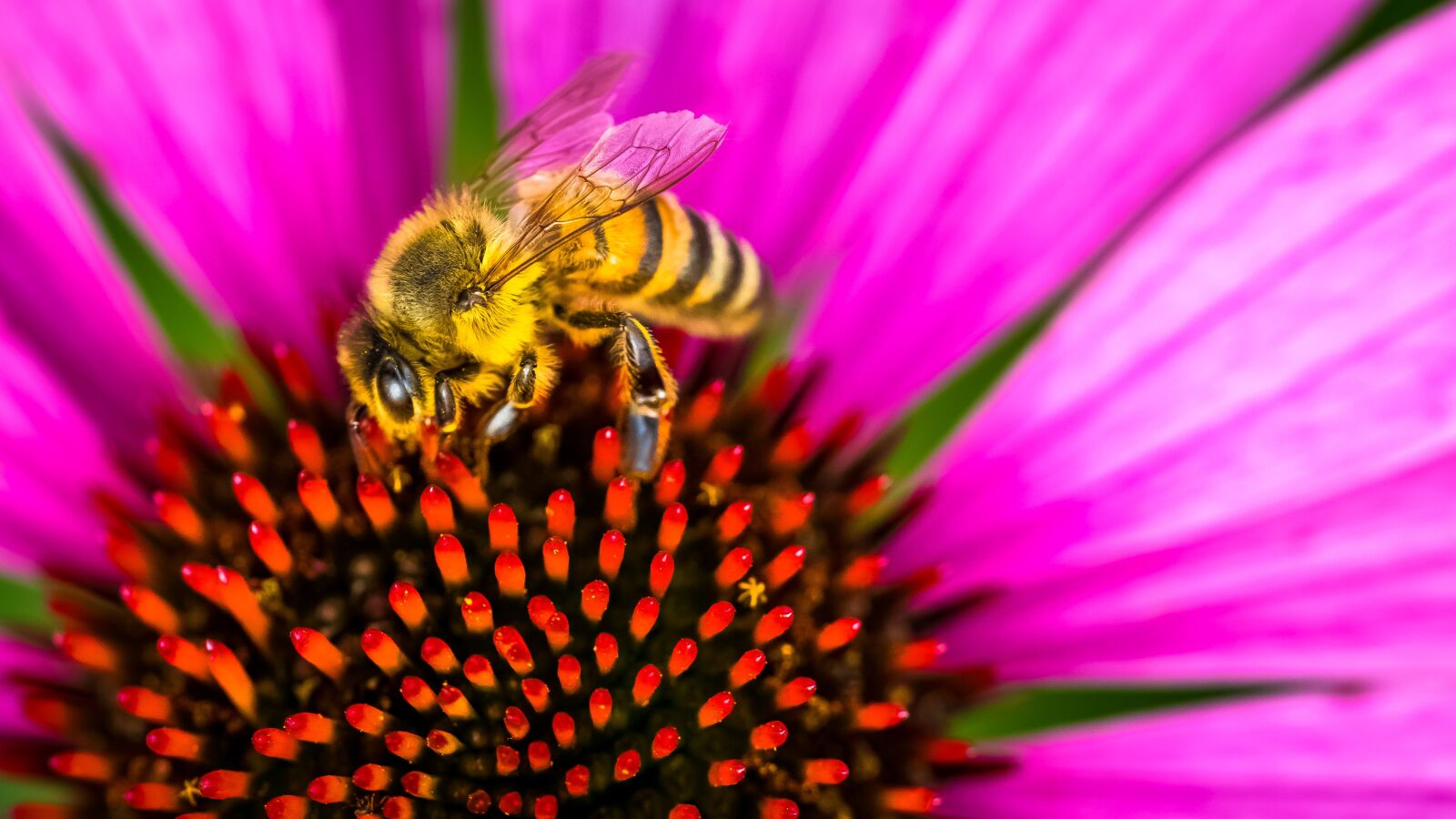 Canon EOS 5D Mark IV sample photo. Bee, insect, green photography