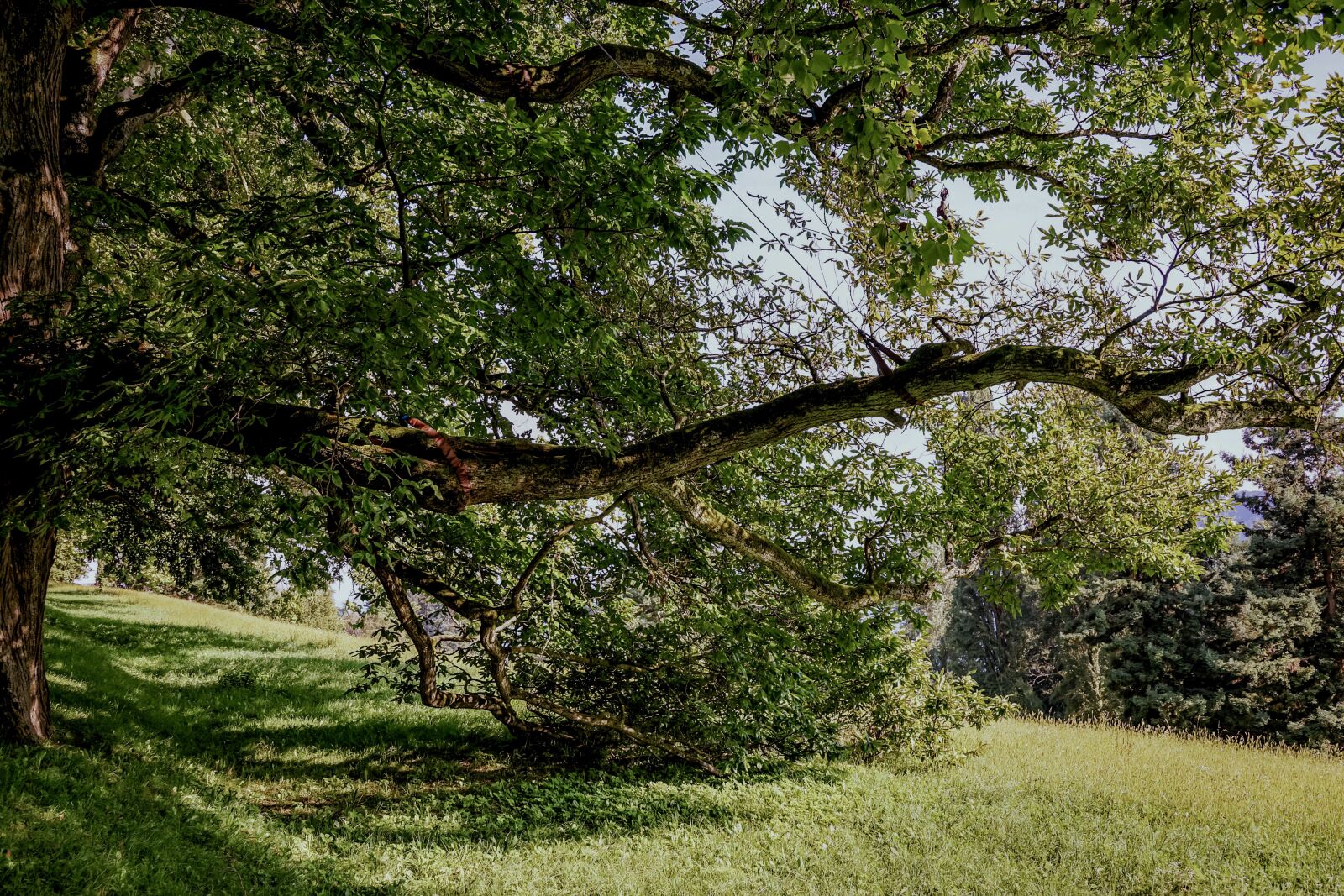 Sony DT 18-135mm F3.5-5.6 SAM sample photo. Tree, branch, branches photography