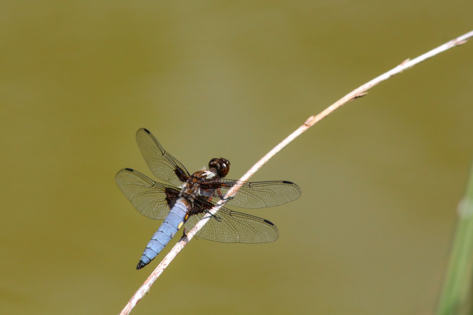 Canon EOS 700D (EOS Rebel T5i / EOS Kiss X7i) + Canon EF 75-300mm F4.0-5.6 IS USM sample photo. Dragonfly, flat belly dragonfly photography