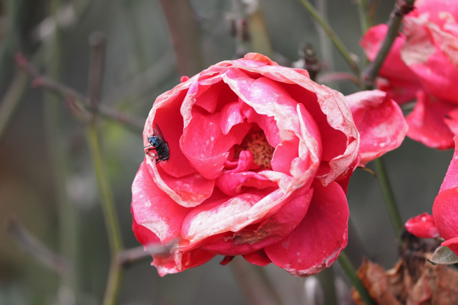 Canon EOS 200D (EOS Rebel SL2 / EOS Kiss X9) sample photo. Rose, rose bloom, insect photography