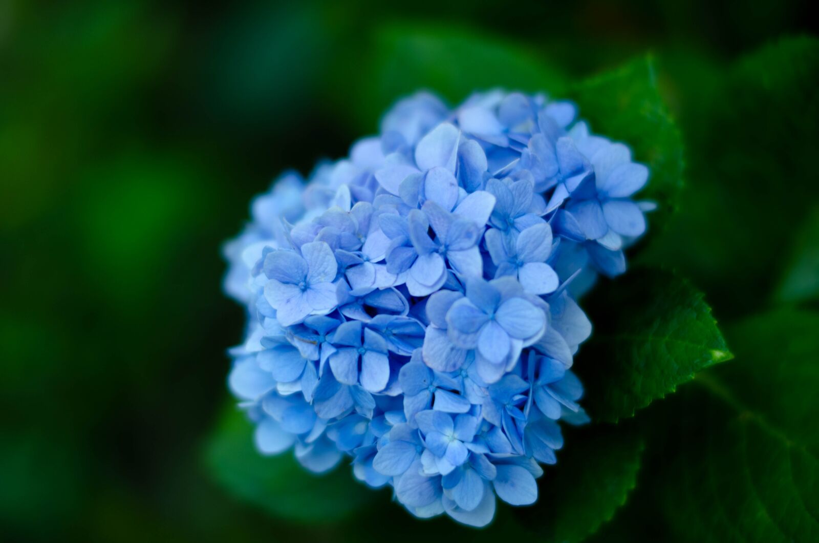 Nikon D5100 sample photo. Flowers, photography, blossom photography