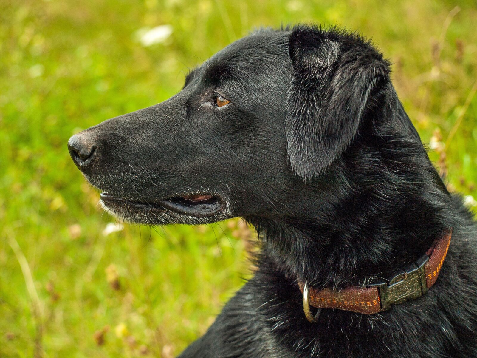 Olympus E-510 (EVOLT E-510) sample photo. Dog, portrait, animal photography