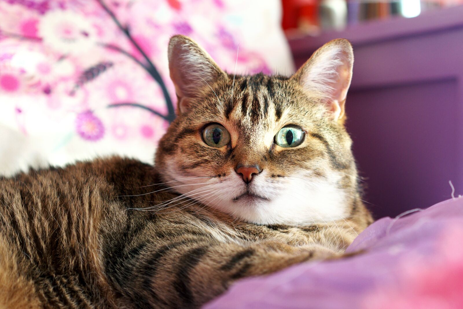 Panasonic Lumix DMC-GH3 sample photo. Cute, animal, portrait photography