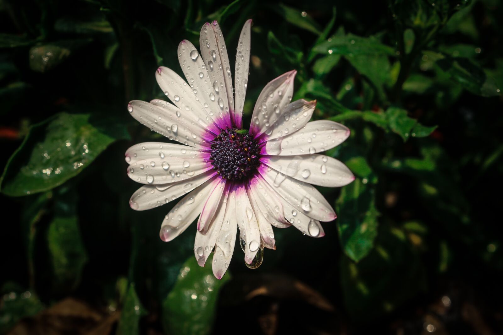 Canon EOS 700D (EOS Rebel T5i / EOS Kiss X7i) sample photo. Flower, water drops, nature photography