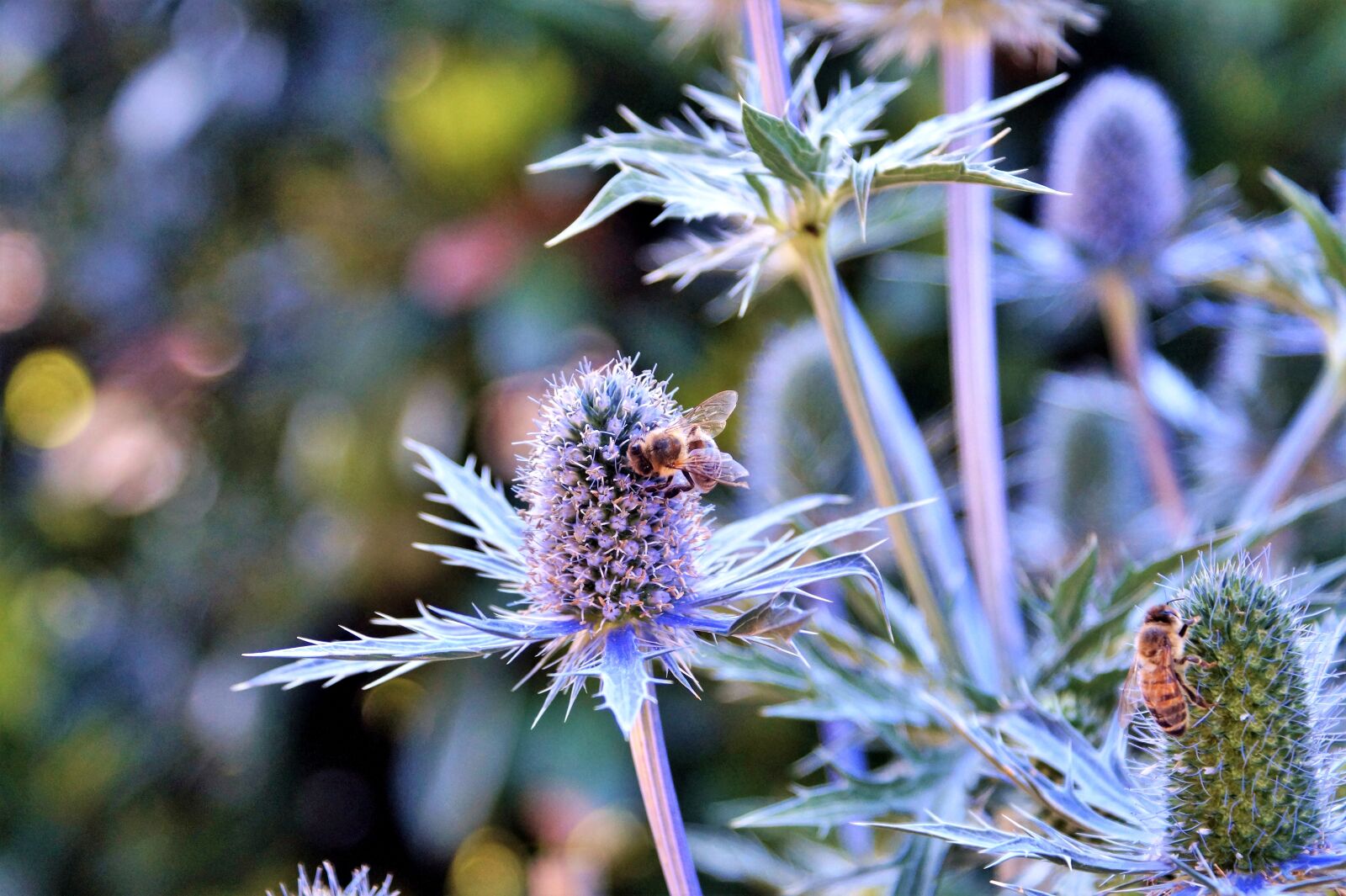 Sony SLT-A58 + Sony DT 18-70mm F3.5-5.6 sample photo. Thistle, blue thistle, bee photography