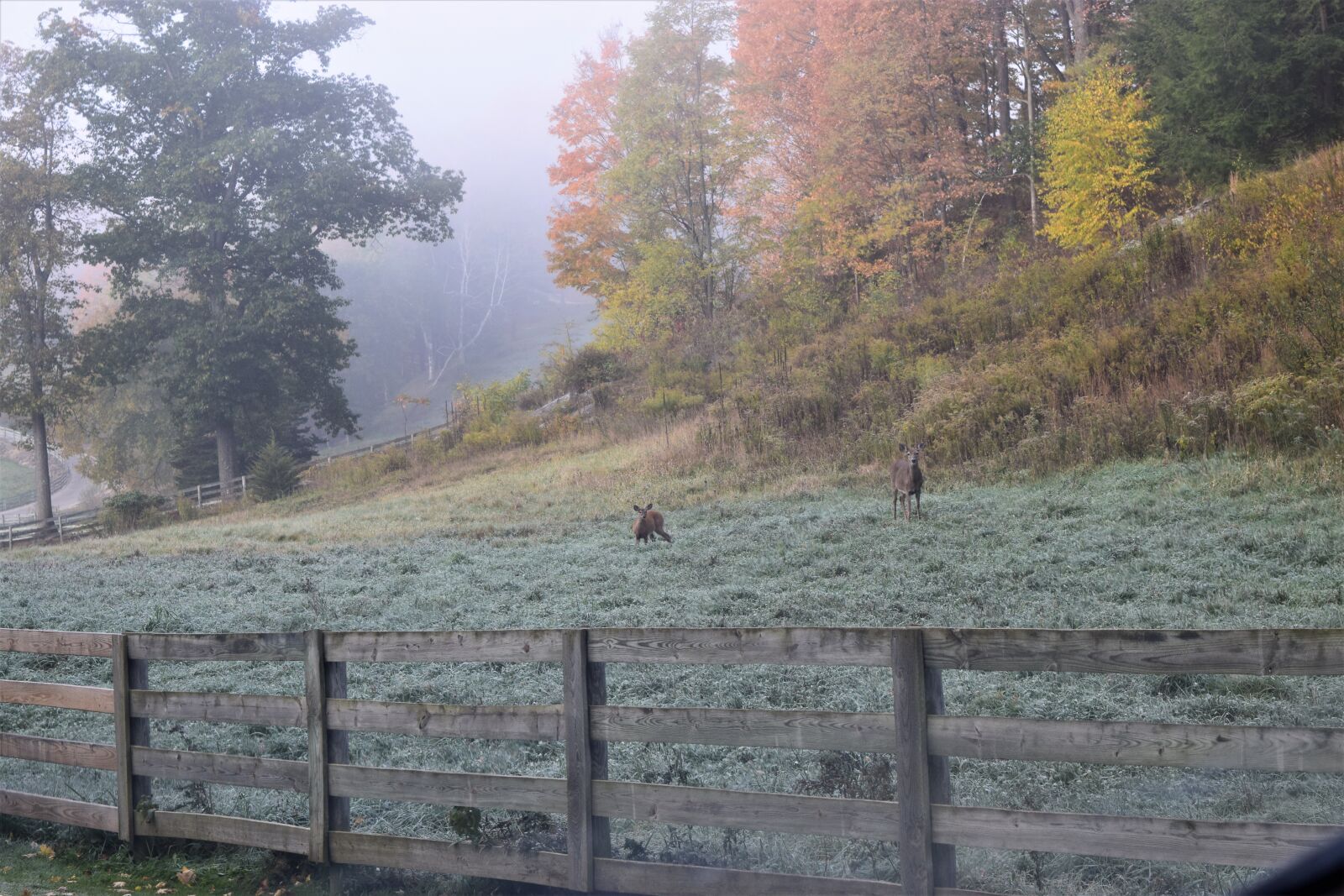 Nikon D3300 sample photo. Autumn, deer, early, fall photography