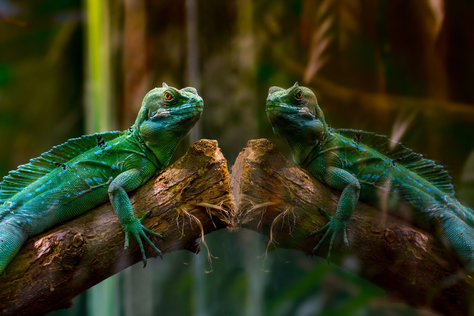 Canon EOS 700D (EOS Rebel T5i / EOS Kiss X7i) sample photo. Lizard, mirror, reptile photography