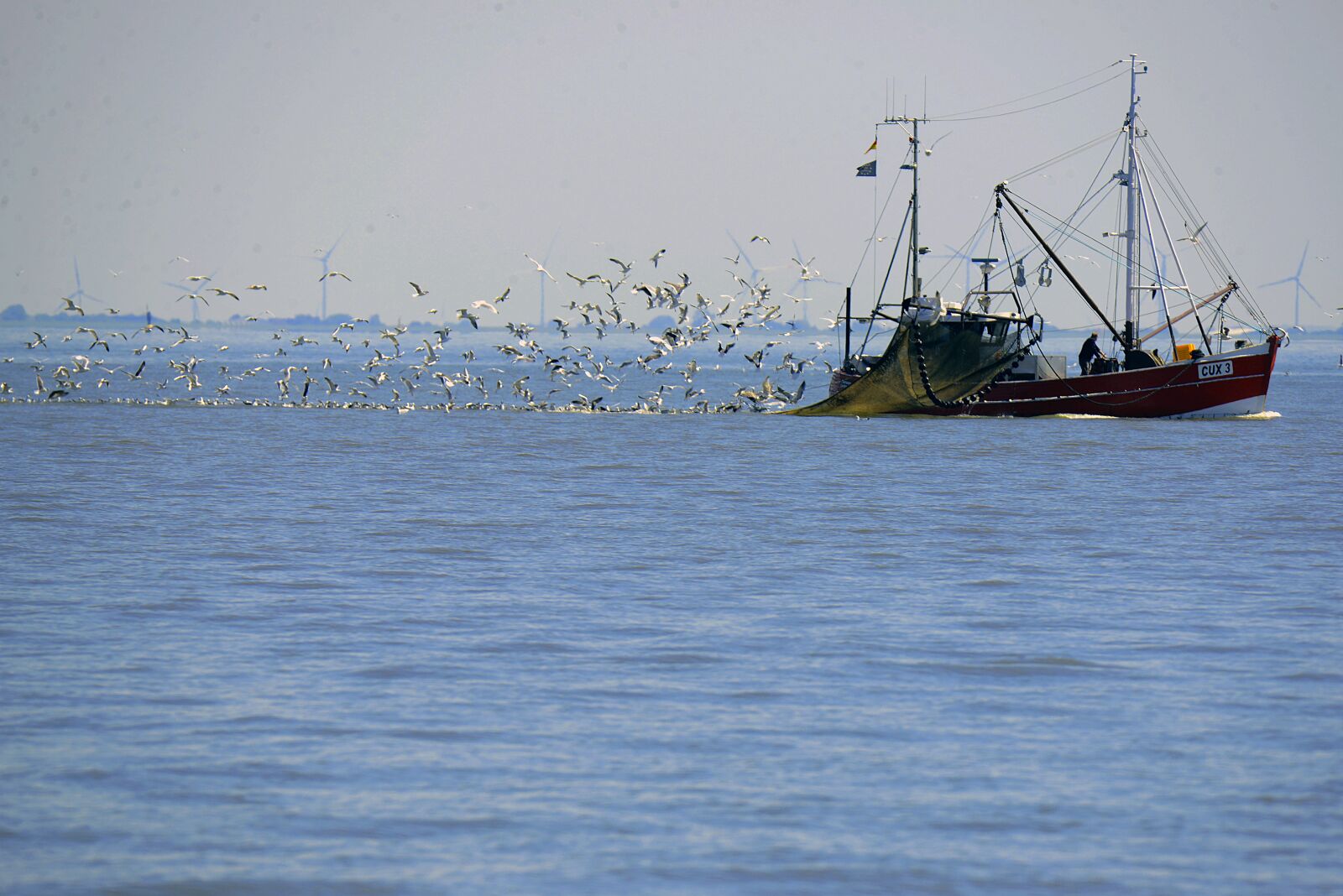 Nikon D600 sample photo. Shrimp, gulls, nordssee photography