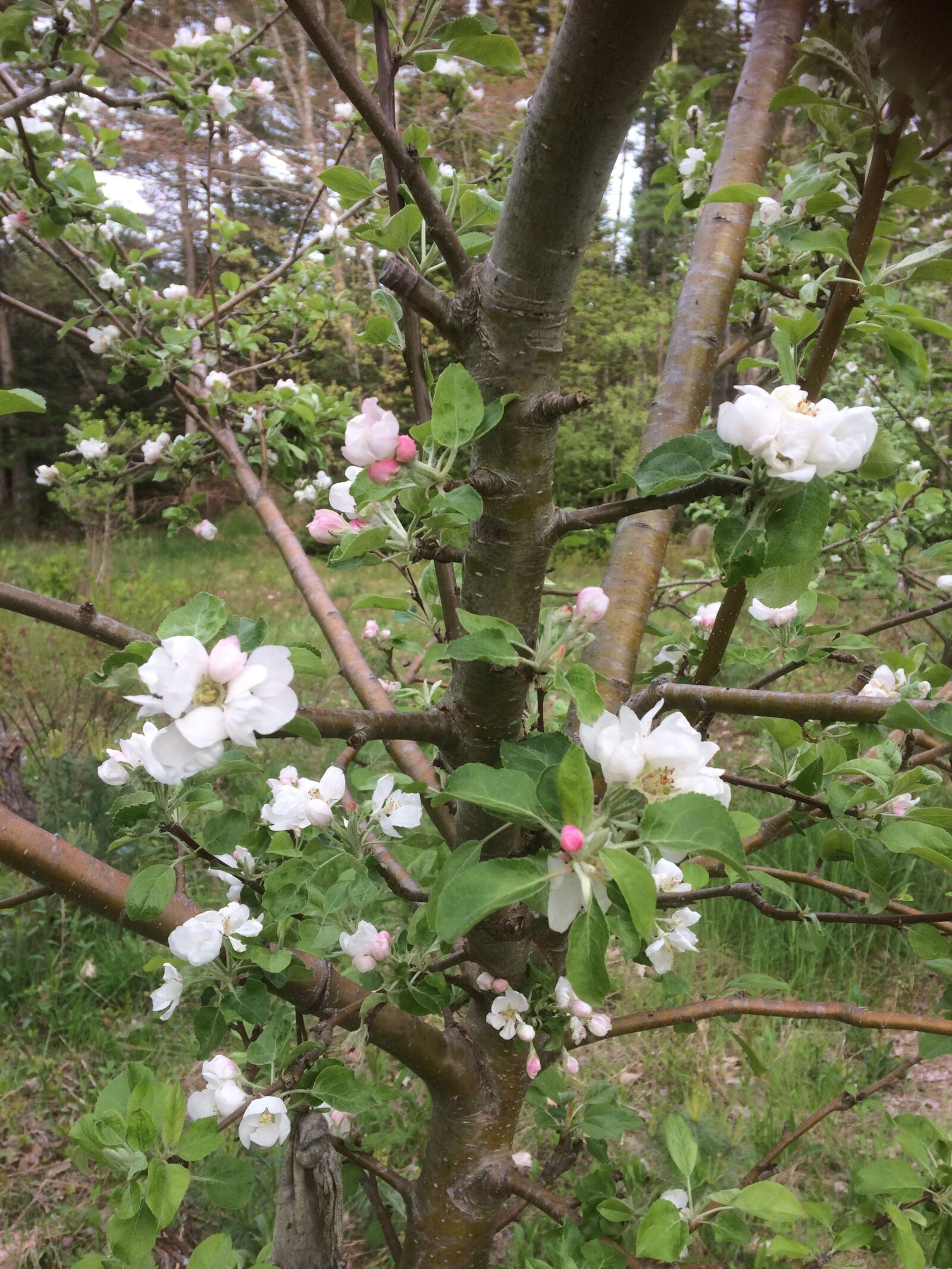 iPhone 5s back camera 4.15mm f/2.2 sample photo. Blossoms, flowers, plants, spring photography