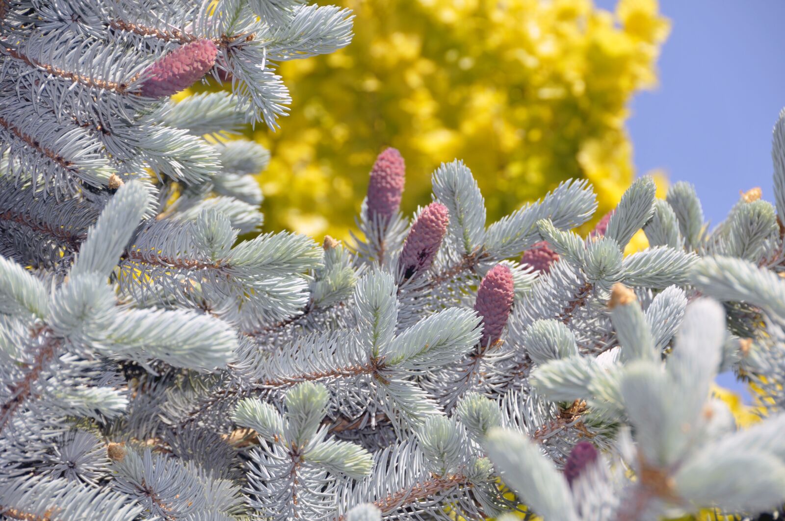 Nikon D300 sample photo. Garden, colors, nature photography