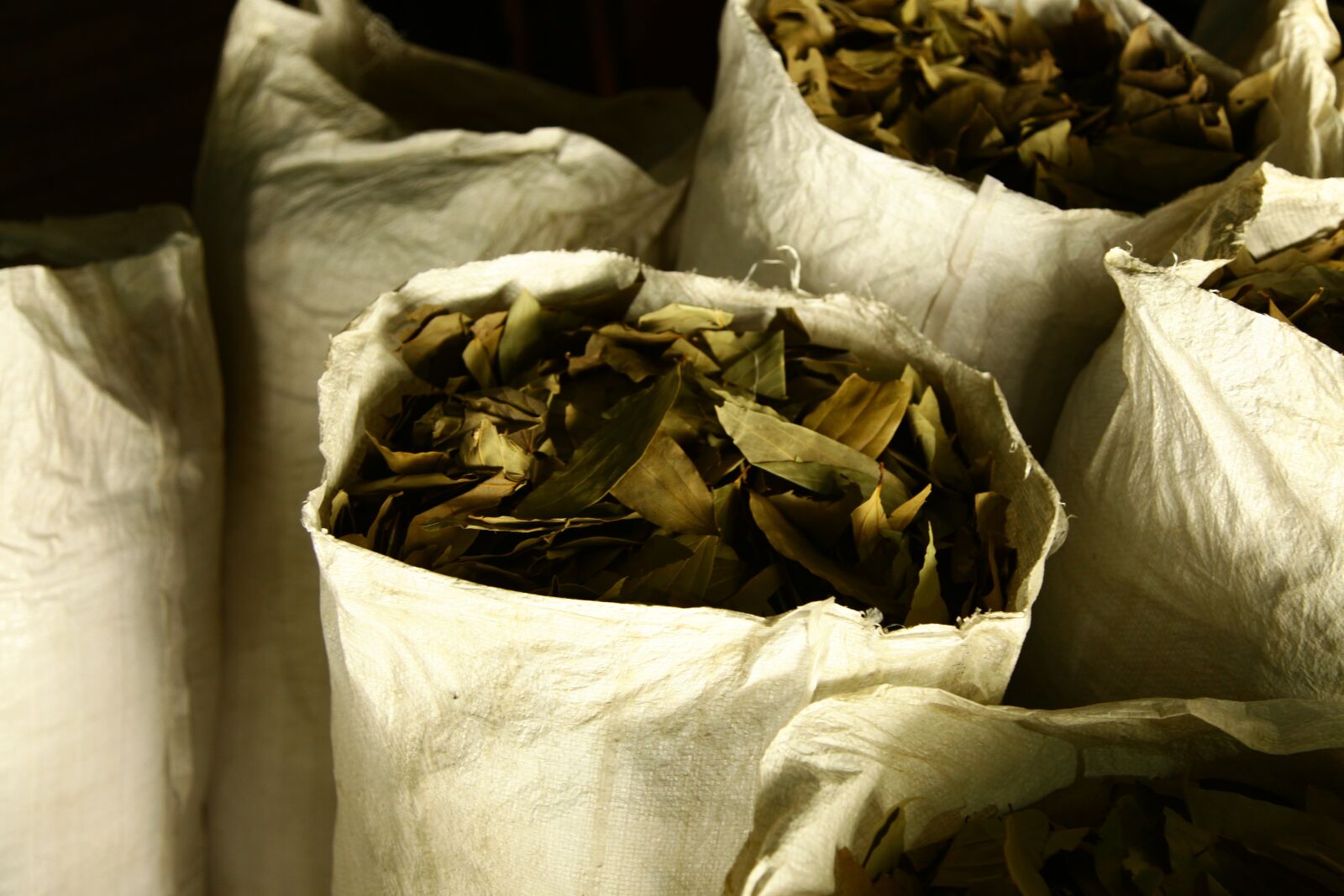 Canon EOS 5D Mark II sample photo. Nepalese, cinamon, leaves photography